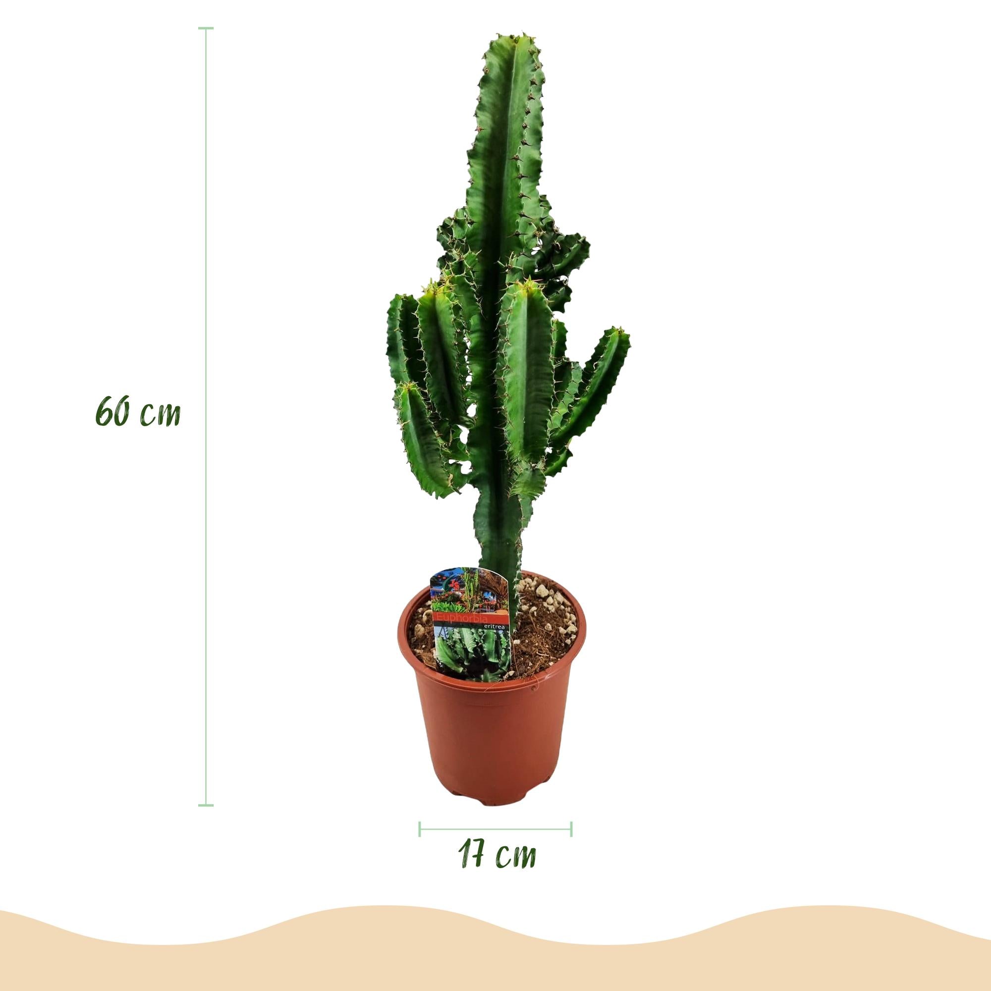 Euphorbia eritrea – Afrikanischer Milchbaum – 60cm – 17cm – Pflegeleichter Wolfsmilchkaktus in kräftigem Grün – Plant