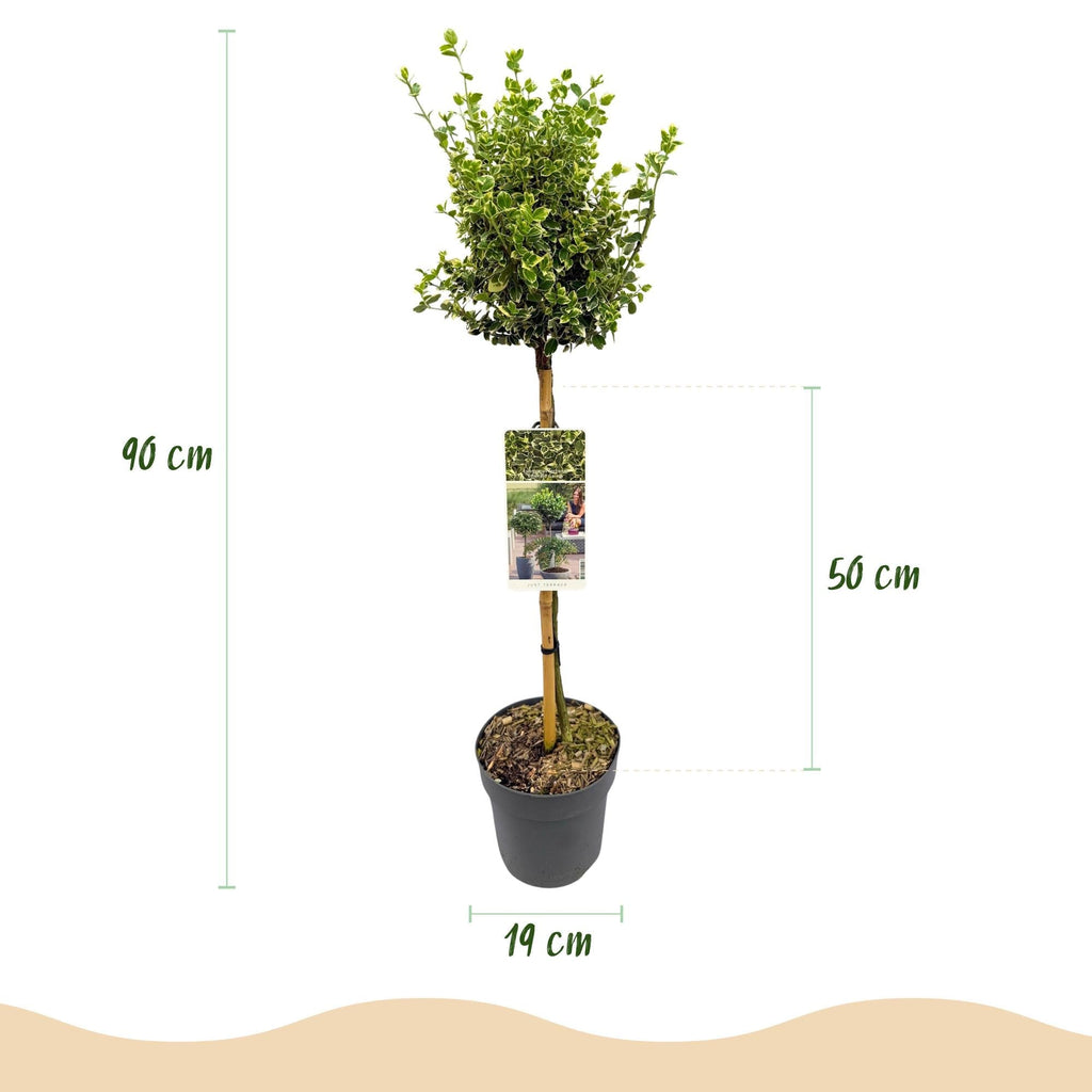 Euonymus fortunei ‘Emerald Gaiety’ – Stamm – Pflanze – Immergrün & winterhart – für Terrasse, Balkon & Garten – pflegeleicht – Ø19cm – Höhe ca. 90cm – Plant