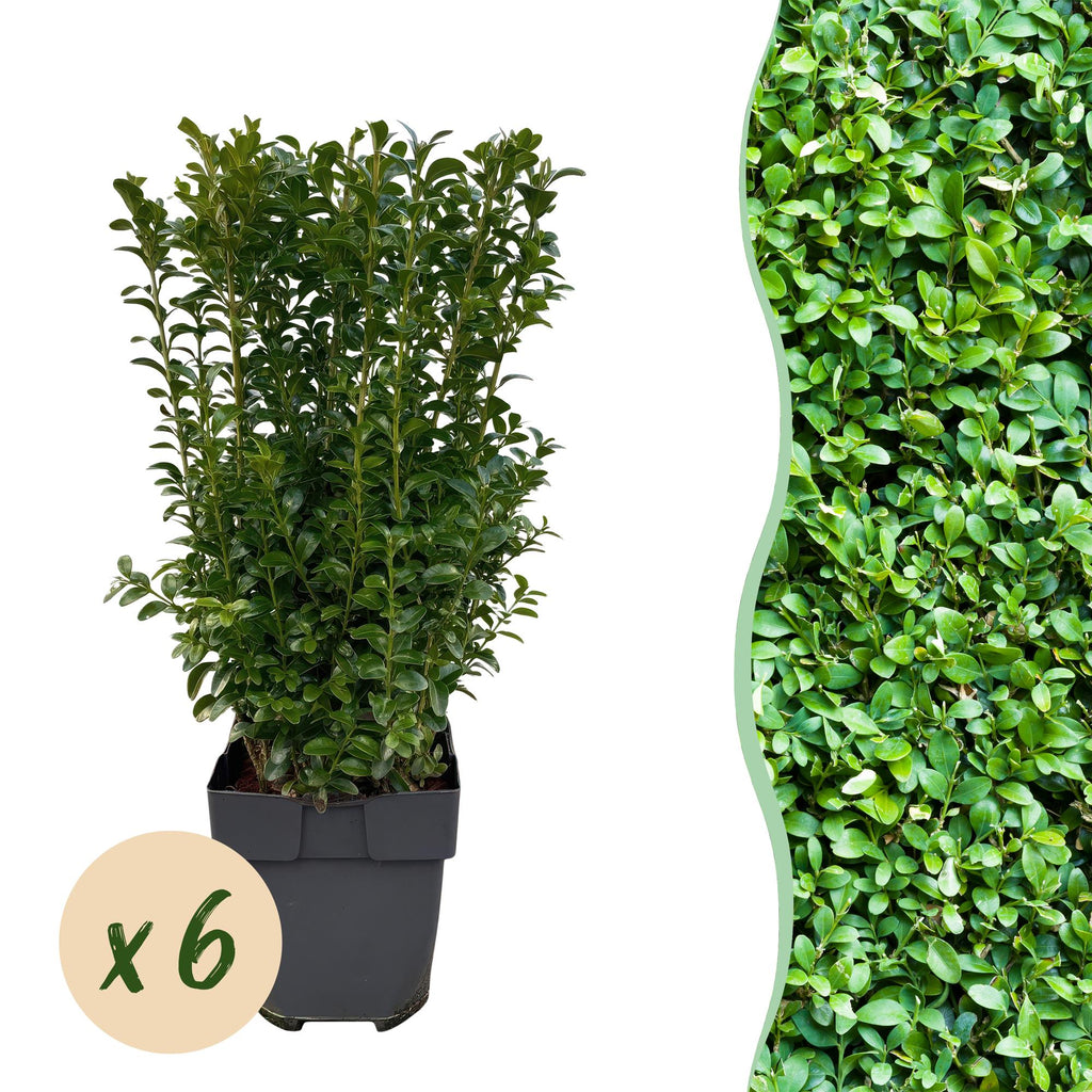 Buxus sempervirens – 6 Pflanzen für 1 laufenden Meter – Gewöhnlicher Buchsbaum – Immergrüne Heckenpflanze im 17cm Topf – ca. 45cm hoch – Plant