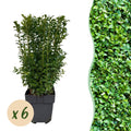 Buxus sempervirens – 6 Pflanzen für 1 laufenden Meter – Gewöhnlicher Buchsbaum – Immergrüne Heckenpflanze im 17cm Topf – ca. 45cm hoch – Plant
