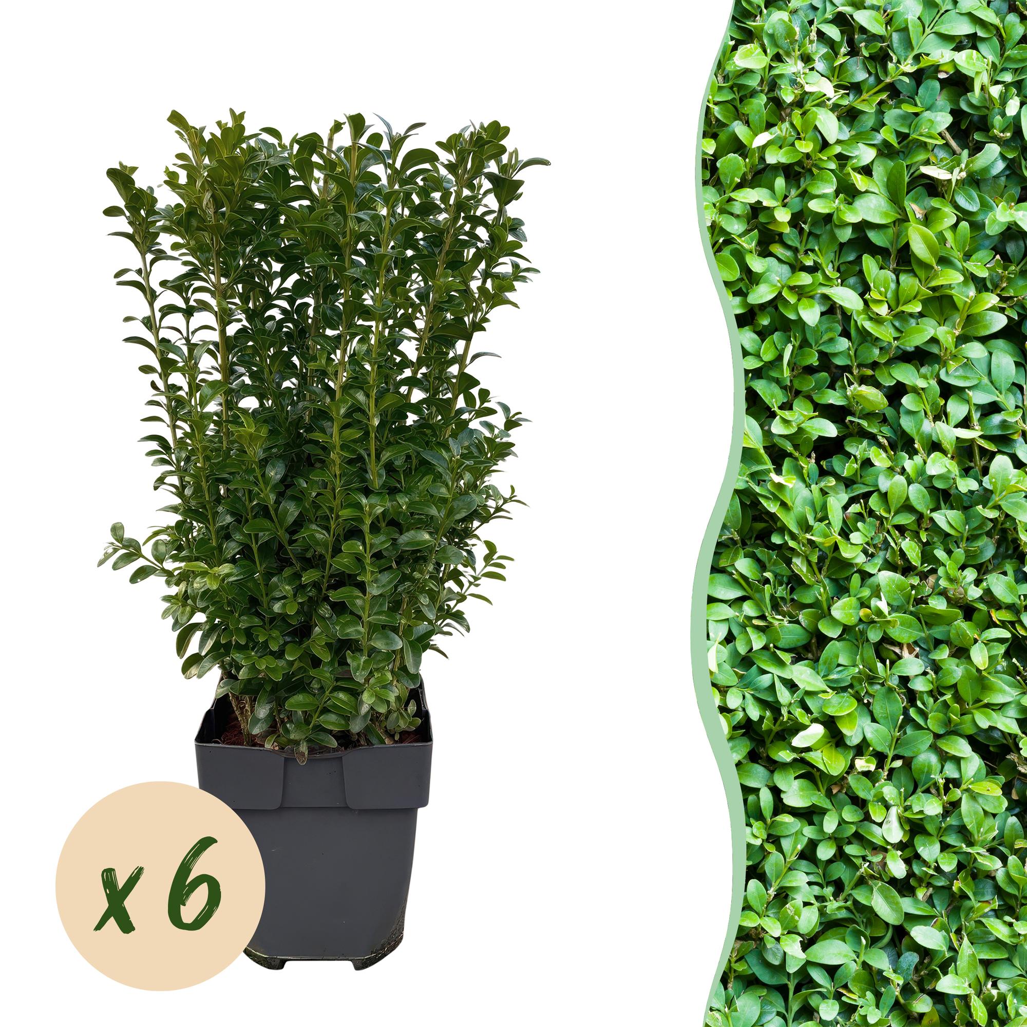 Buxus sempervirens – 6 Pflanzen für 1 laufenden Meter – Gewöhnlicher Buchsbaum – Immergrüne Heckenpflanze im 17cm Topf – ca. 45cm hoch – Plant