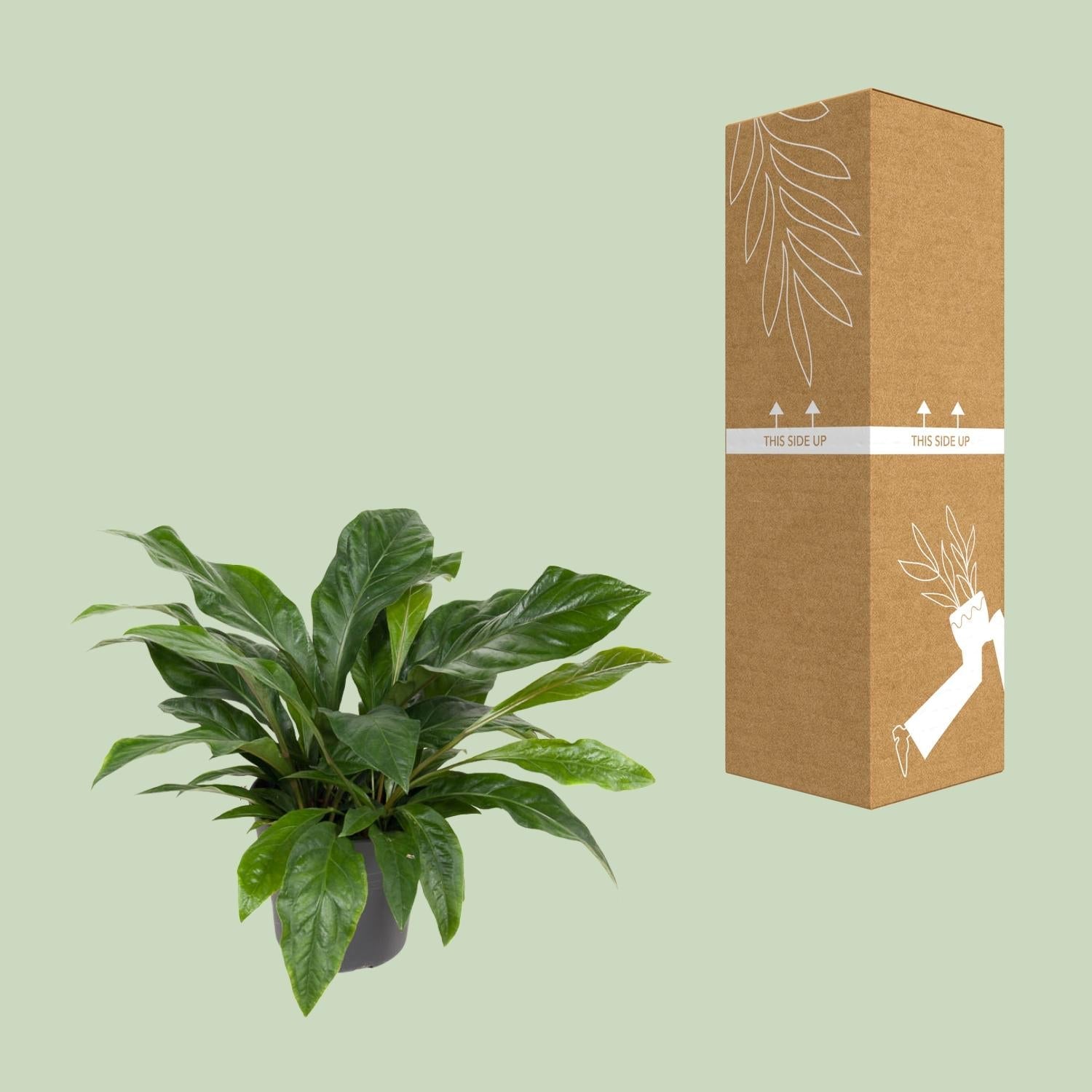 Flamingoblume – Anthurium Jungle Bush – Zimmerpflanze – Ø30 cm – ↕70 cm – Pflegeleicht – Leuchtendes Laub – Tropisches Flair – Plant