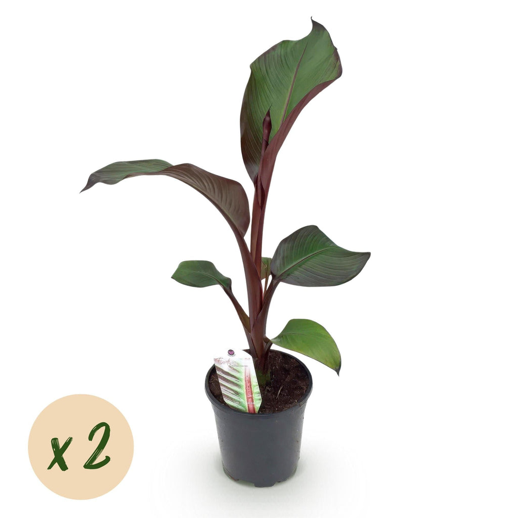 Bananenpflanze Ensete ventricosum Maurelli – Winterhart – Obstpflanze – Ø17cm, Höhe ca. 40cm – Plant