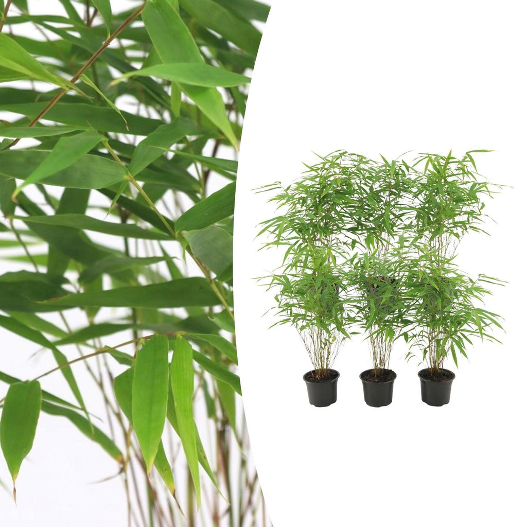 Fargesia Rufa – Nicht – Ausbreitender Bambus – Ø7cm – ↕15cm – 6 Pflanzen – Winterhart & Pflegeleicht – Für Hecken, Garten & Terrasse – Plant