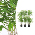 Fargesia Rufa – Nicht – Ausbreitender Bambus – Ø7cm – ↕15cm – 6 Pflanzen – Winterhart & Pflegeleicht – Für Hecken, Garten & Terrasse – Plant