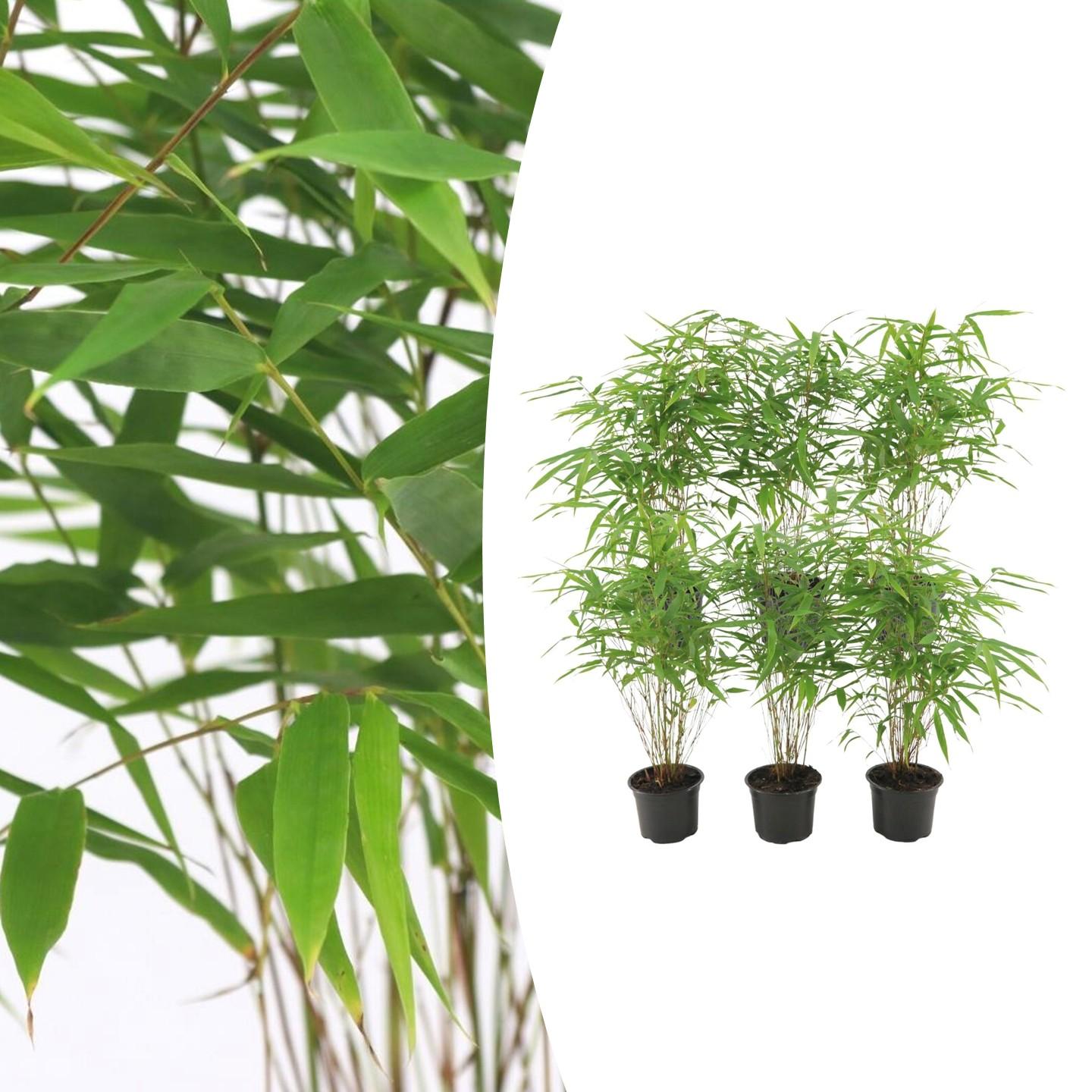 Fargesia Rufa – Nicht – Ausbreitender Bambus – Ø7cm – ↕15cm – 6 Pflanzen – Winterhart & Pflegeleicht – Für Hecken, Garten & Terrasse – Plant