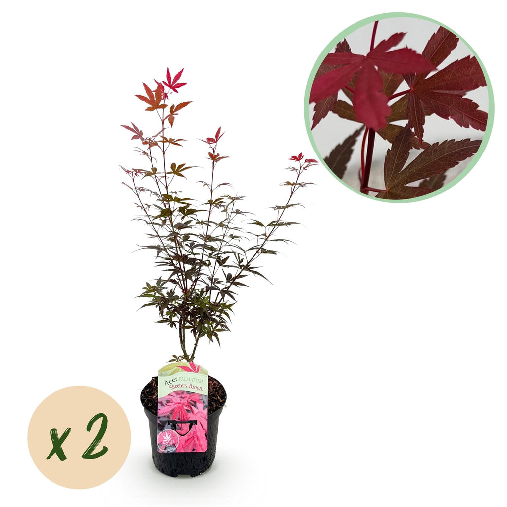 Japanischer Ahorn – Acer palmatum 'Skeeter’s Broom' – 2 Pflanzen – 70cm hoch – Ø19cm – kompakt wachsend – Balkon – & Gartenpflanze – Plant