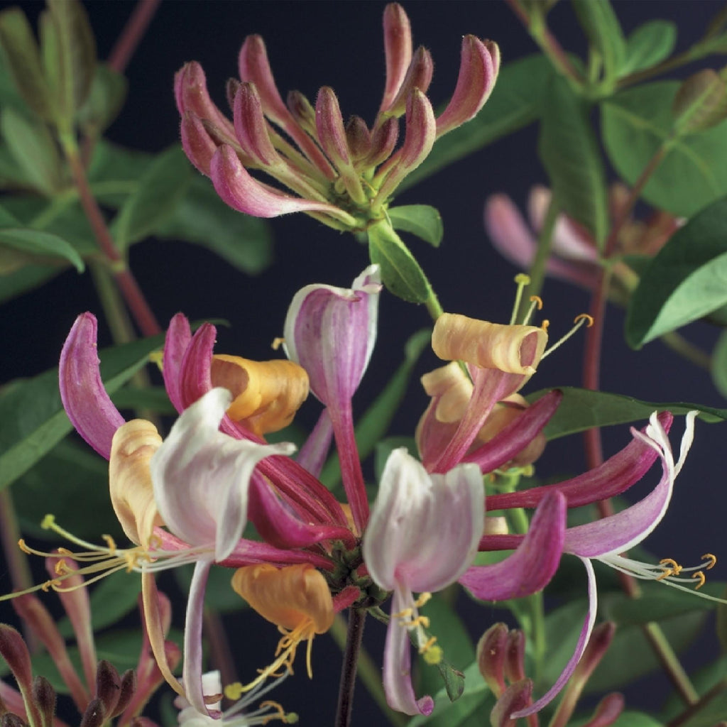 Kletterpflanze Lonicera Serotina – Rosa – Weiße Blüten – Spätsommerblüte – 2 Pflanzen – 11cm x H40cm – Winterhart & Pflegeleicht – Plant