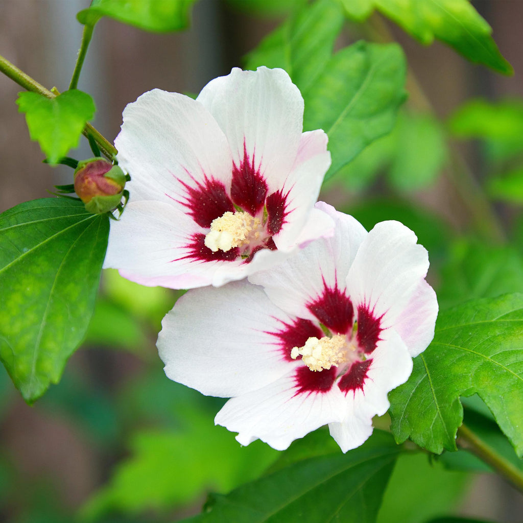 Garteneibisch Hibiscus syriacus Hamabo – Strauch – Blüte Hellrosa – Pflegeleicht – 17cm Höhe 45cm – Für sonnige & halbschattige Standorte – Plant