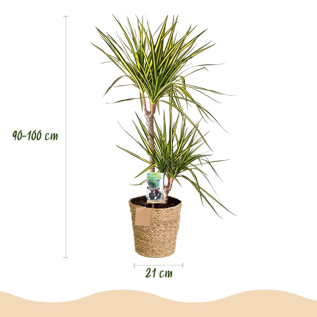 Dracaena Sunray – 90-100cm – 21cm inkl. Naturkorb – Pflegeleichter Drachenbaum – Grün – Gelbes Blattwerk – Plant