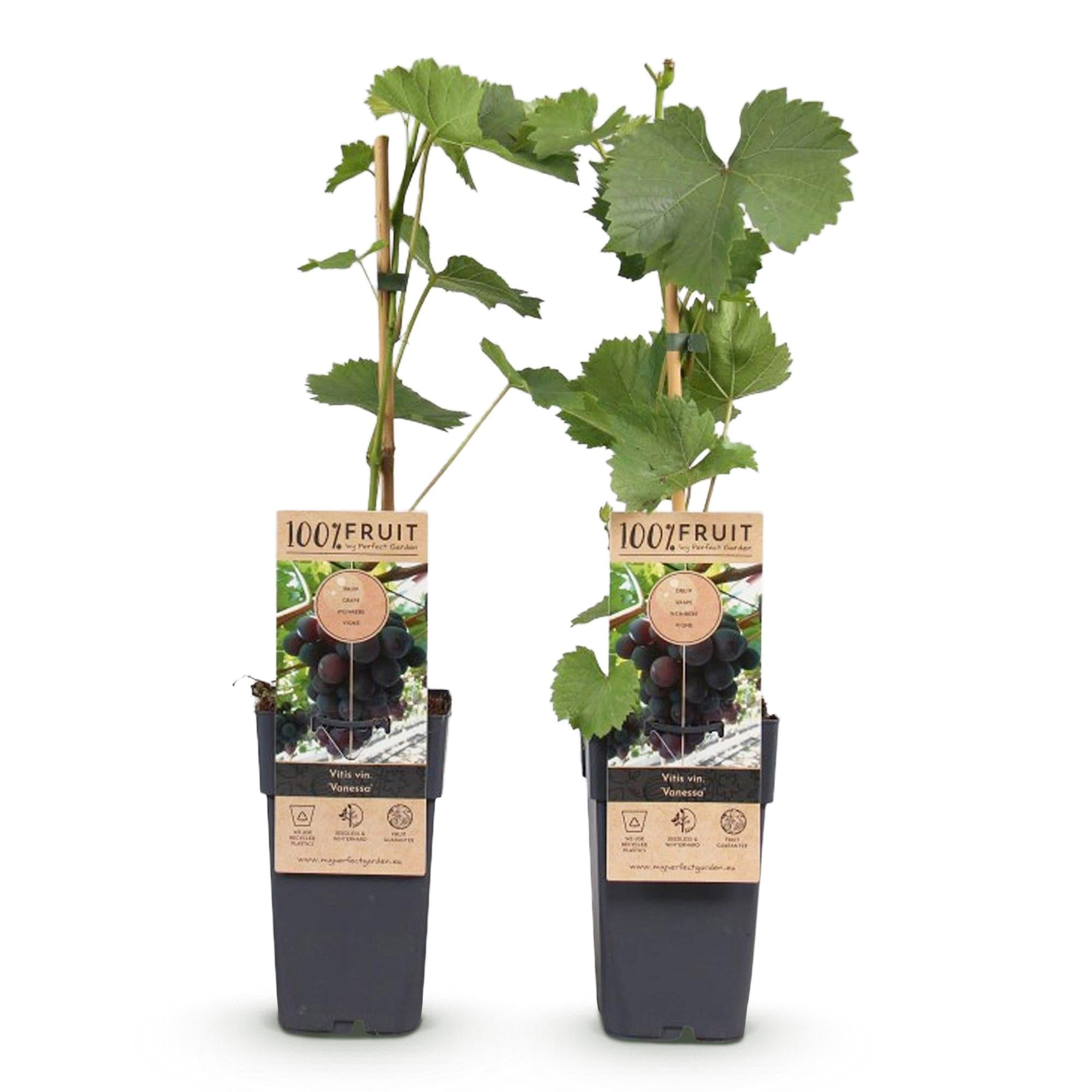 Weinrebe – Vitis vinifera Himrod – Kernlose Trauben – 2 Pflanzen – Obstpflanze – 15cm – Höhe 50cm – Plant