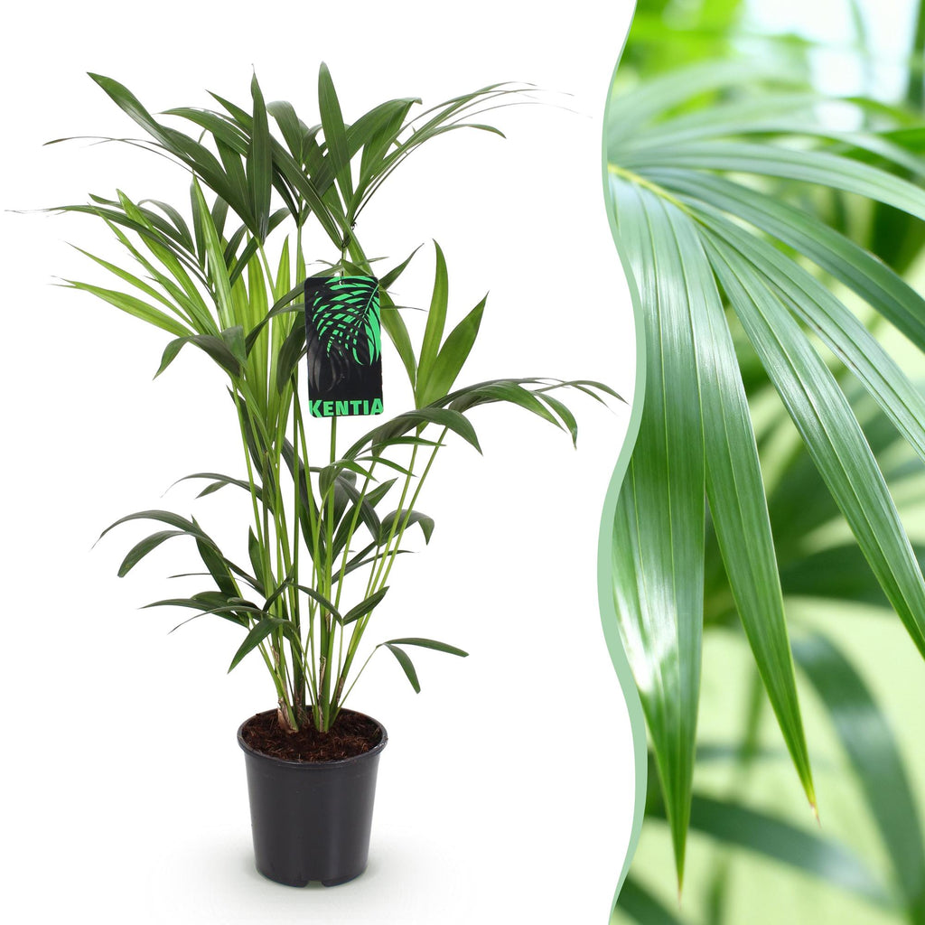 Howea Forsteriana – Kentia – Palme – 80-85cm – 19cm – Pflegeleichte Zimmerpalme mit eleganten Wedeln – Plant