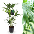 Howea Forsteriana – Kentia – Palme – 80-85cm – 19cm – Pflegeleichte Zimmerpalme mit eleganten Wedeln – Plant
