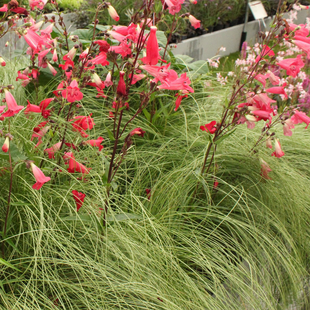 Ziergras Segge Carex comans Frosted Curls – Grün mit silbrigem Schimmer – Immergrün & winterhart – Höhe ca. 50cm – 17cm – Plant