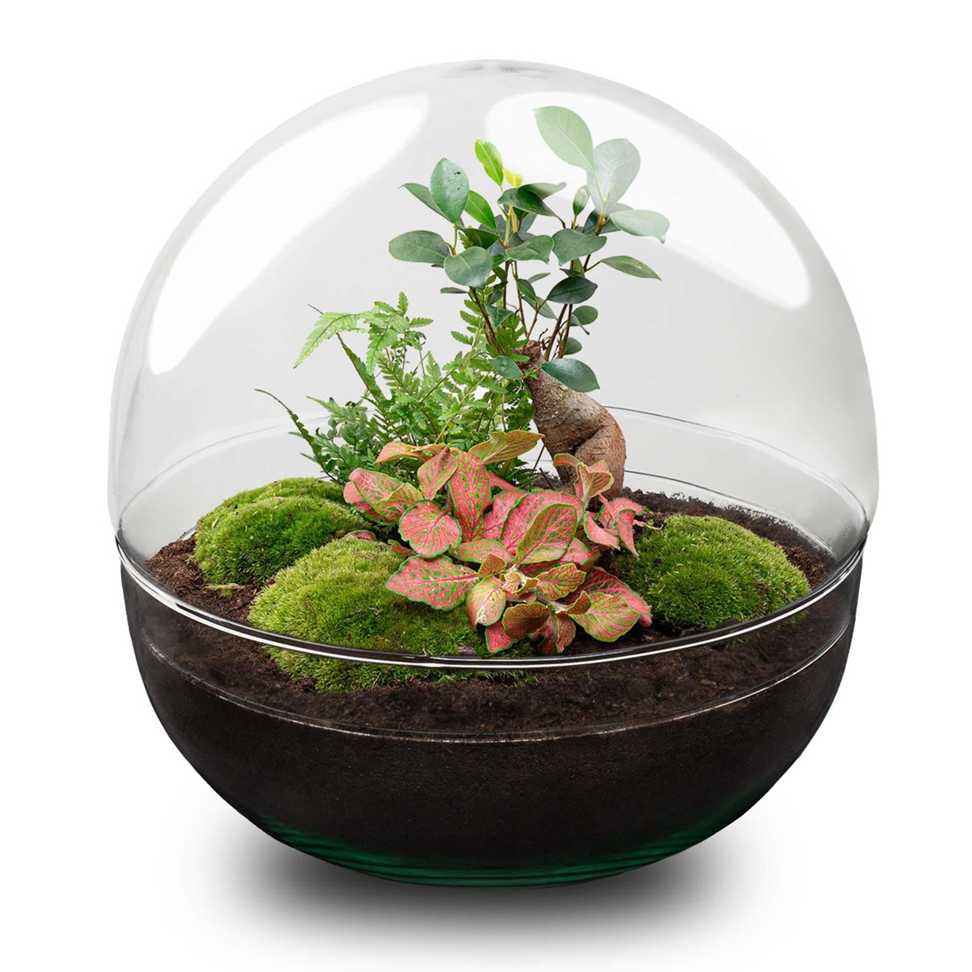Flaschengarten DIY Bausatz Dome XL – Terrarium Ø30cm x H30cm – Selbstbewässerndes Pflanzterrarium mit Ficus Ginseng Bonsai & Fittonia – Do – It – Plant