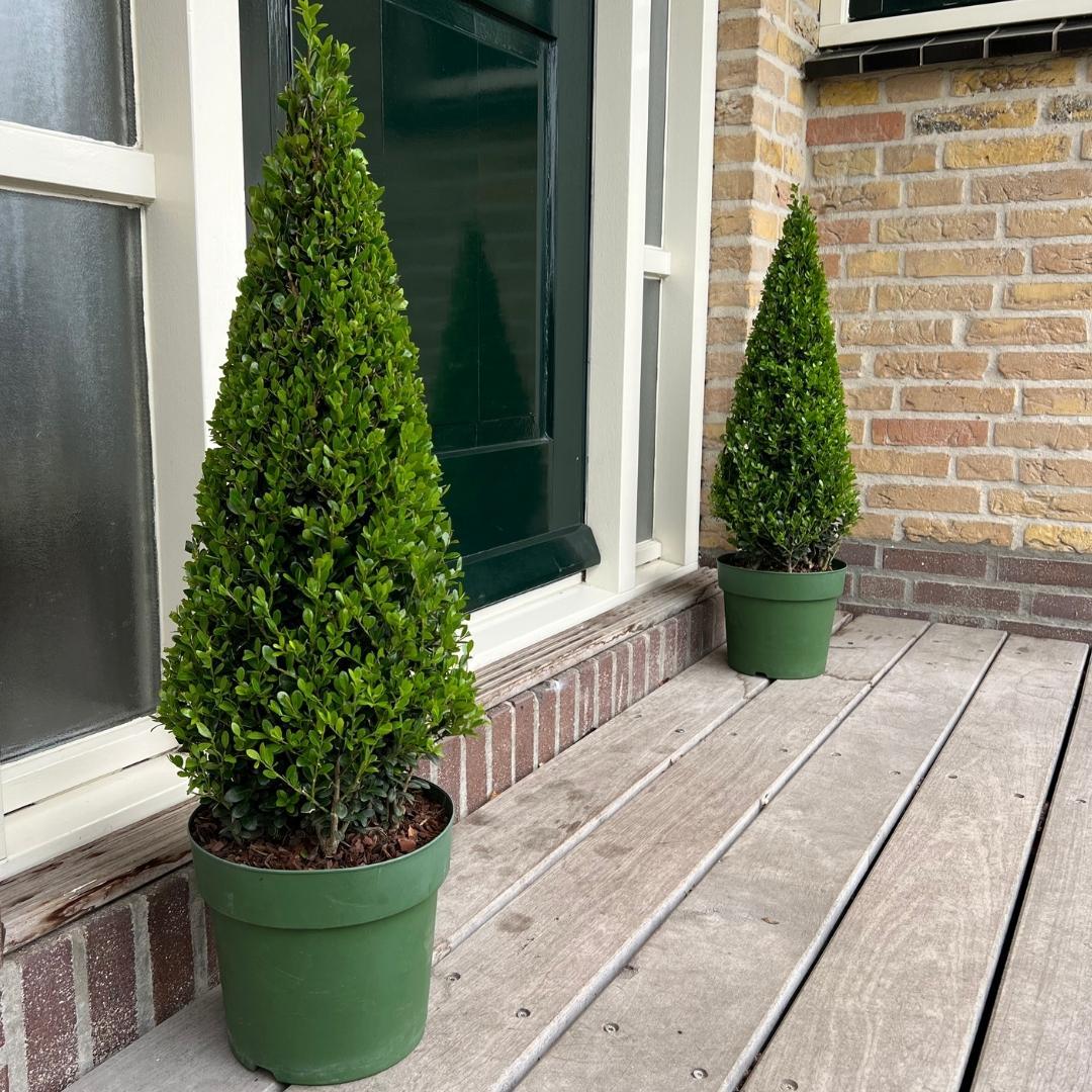Stechpalme Ilex crenata Pyramide – ↕55cm – Ø21cm – Immergrüner, winterharter Buchsbaum – Ersatz für Garten, Terrasse & Topf – Plant