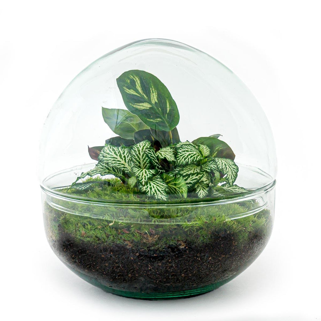 DIY Flaschengarten Set – Dome Glas – Ø20cm x H20cm – Mini – Biotop mit Pflanzen & Moos – Selbstversorgendes Pflanzterrarium – Plant