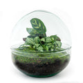 DIY Flaschengarten Set – Dome Glas – Ø20cm x H20cm – Mini – Biotop mit Pflanzen & Moos – Selbstversorgendes Pflanzterrarium – Plant