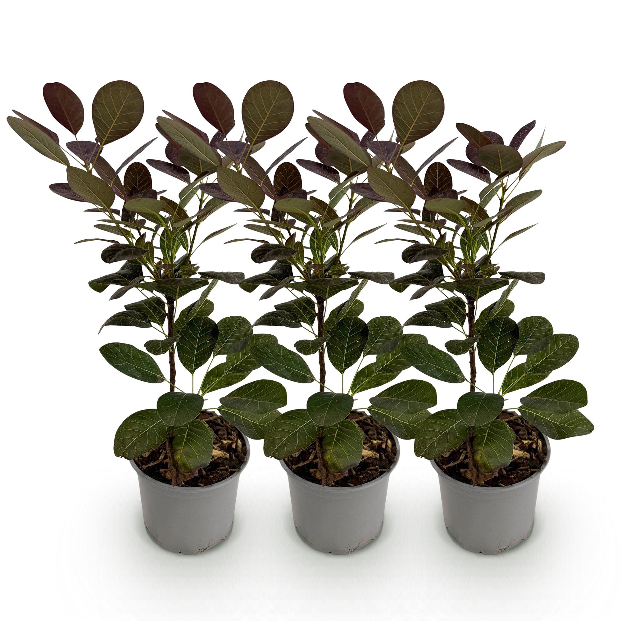 Cotinus coggygria Royal Purple – 3 Pflanzen – 12cm – Höhe ca. 35cm