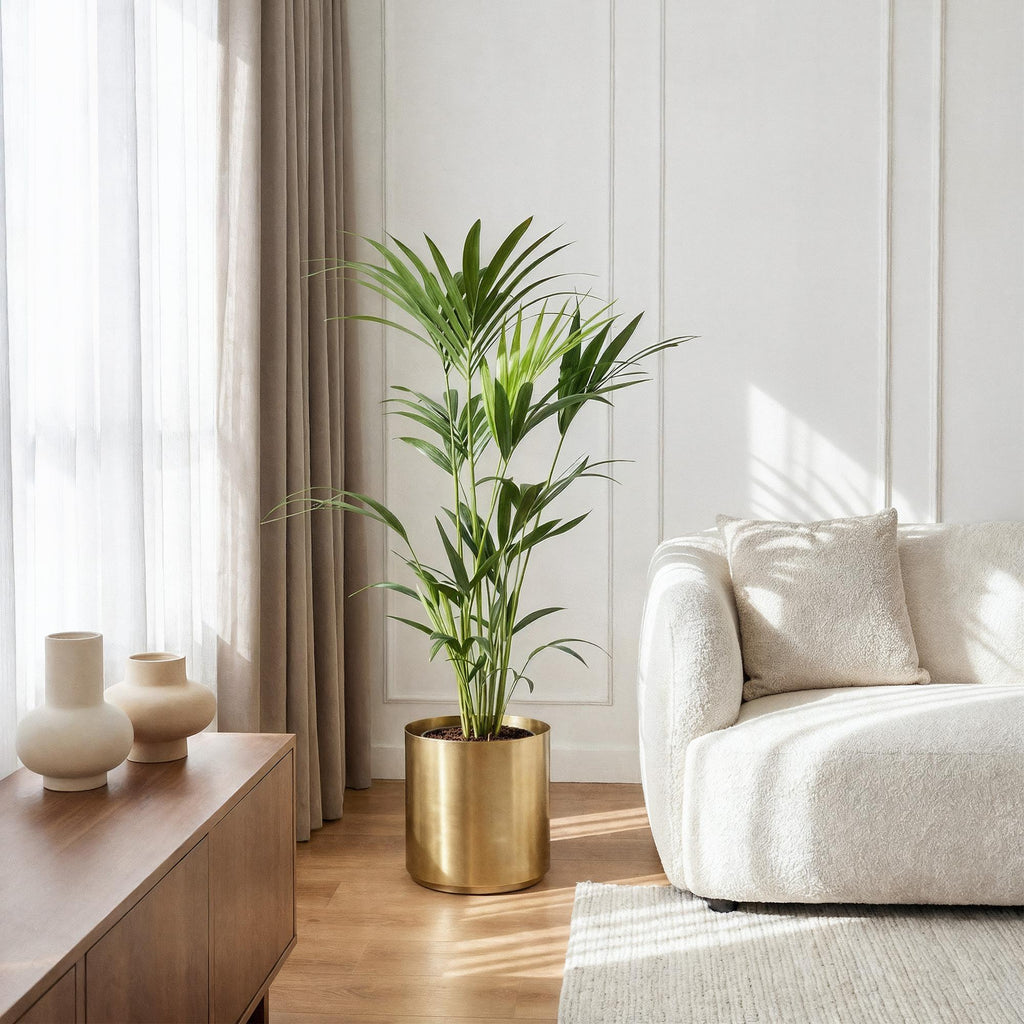 Howea Forsteriana – Kentia – Palme – 120-130cm – 21cm – Pflegeleichte Zimmerpalme mit eleganten Wedeln – Plant