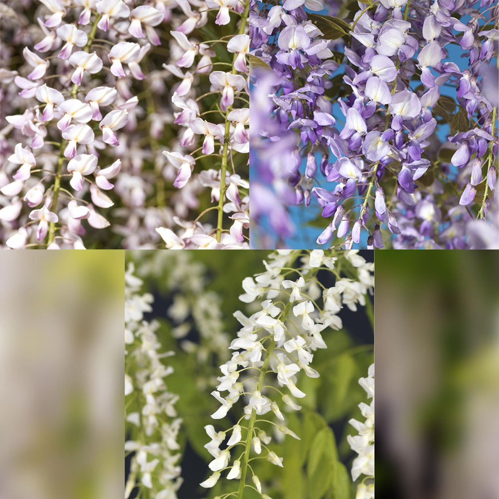 Blauregen Wisteria floribunda Tricolour – Blau, Rosa & Weiß – 3 Pflanzen – 11cm x H40cm – Duftend & Kletterpflanze – Für Pergolen, Zäune & Wände – Plant
