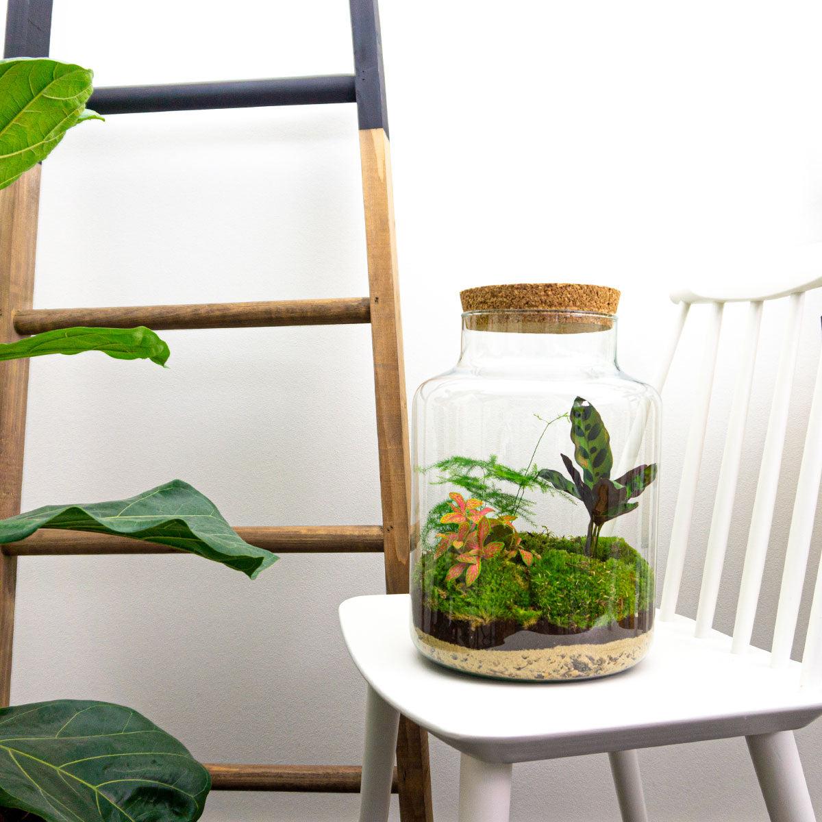 Flaschengarten Milky – DIY Bausatz Terrarium – ↕30cm – Do It Yourself Pflanzen – Set im Glas mit Korkdeckel – Autarkes Mini – Ökosystem – Plant