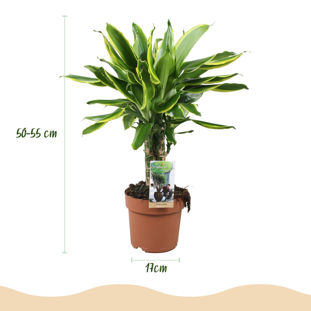 Dracaena fragrans Golden Coast – 50-55cm – 17cm – Pflegeleichter Drachenbaum in Grün – Gold – Plant