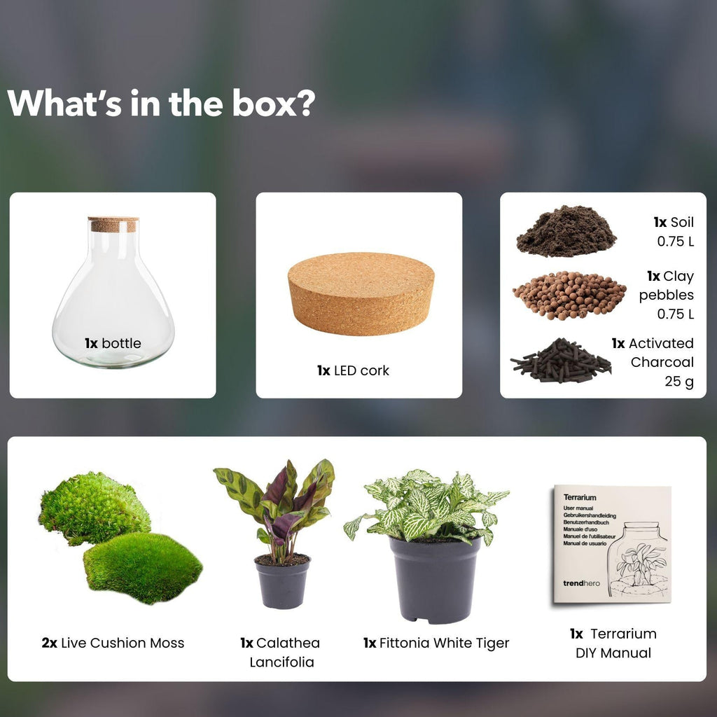 Flaschengarten Sammie DIY – Pflanzenterrarium im Glas mit Korkdeckel – Mini – Dschungel im Glas Ø22,5×H27cm – inkl. Calathea & Moos – Plant