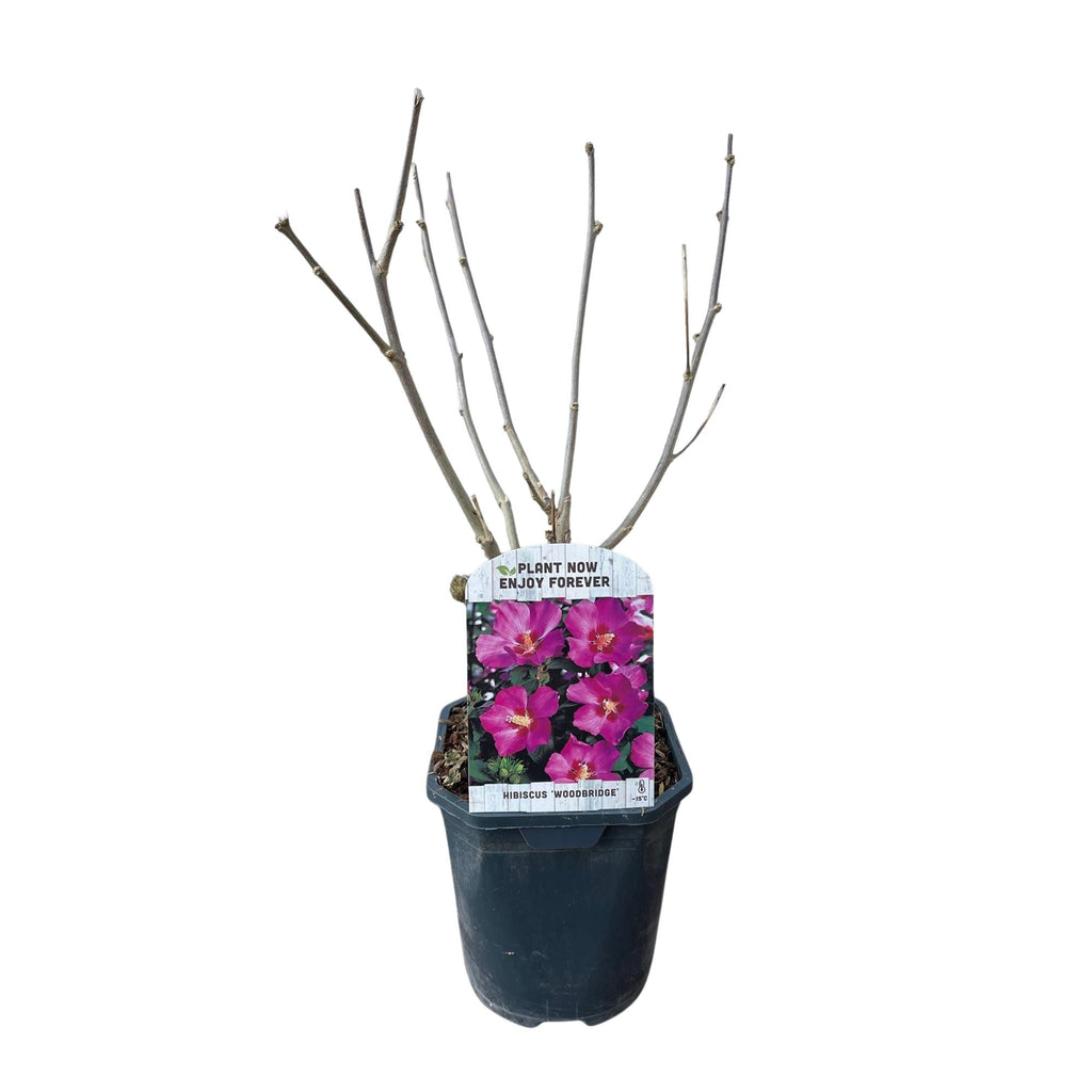 Garteneibisch Hibiscus syriacus Woodbridge – Strauch – Blüte Rosa – Laubabwerfend – Pflegeleicht – 17cm Höhe 45cm – Für Garten & Terrasse – Plant