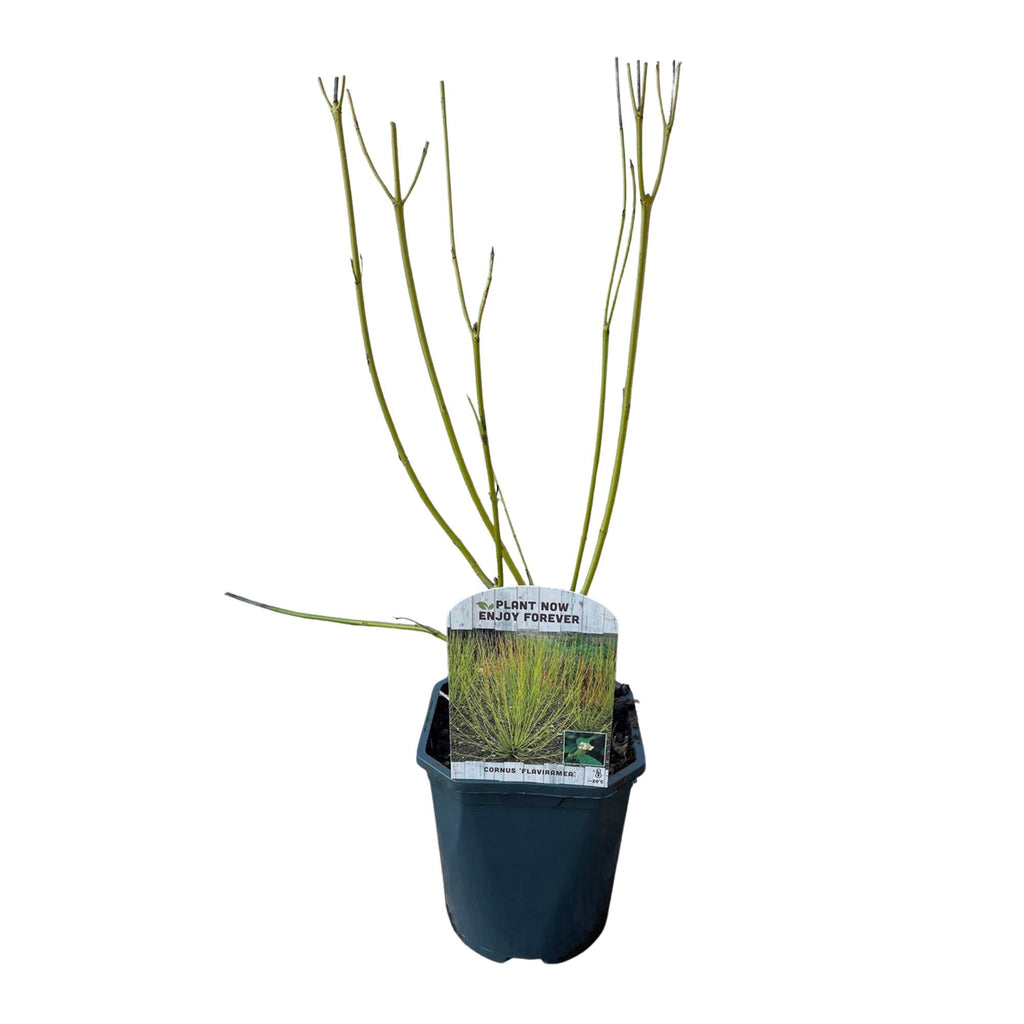 Cornus alba Flaviramea – Zierstrauch mit gelben Zweigen – 17cm – Höhe ca. 45cm – Laubabwerfender Hartriegel – Pflegeleicht & winterhart – Plant