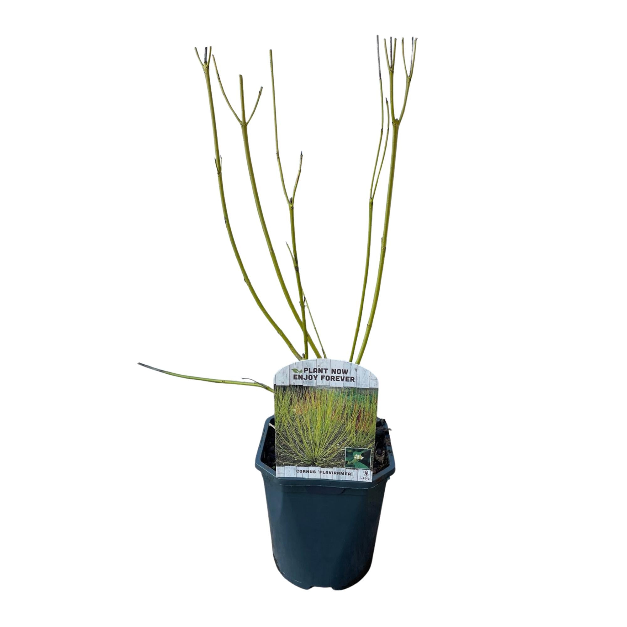 Cornus alba Flaviramea – Zierstrauch mit gelben Zweigen – 17cm – Höhe ca. 45cm – Laubabwerfender Hartriegel – Pflegeleicht & winterhart – Plant