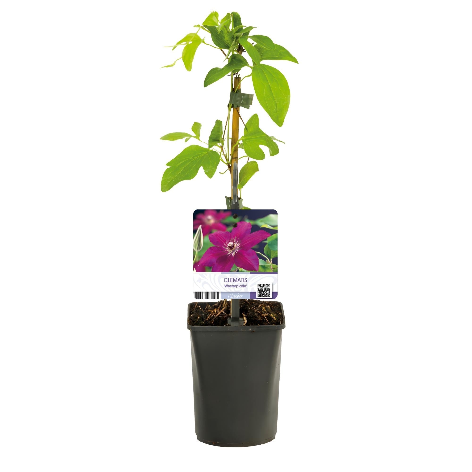 Kletterpflanze Clematis Westerplatte – Tiefviolette Blüten mit weißem Rand – 2 Pflanzen – 11cm x H40cm – pflegeleicht – Plant