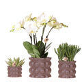 Pflanzenset Cotton Braun – Weiße Phalaenopsis Orchidee Ghent & 2 Sukkulenten – Keramische Übertöpfe Ø6, Ø9 & Ø12cm – Elegantes Pflanzenset für Zuhause – Plant