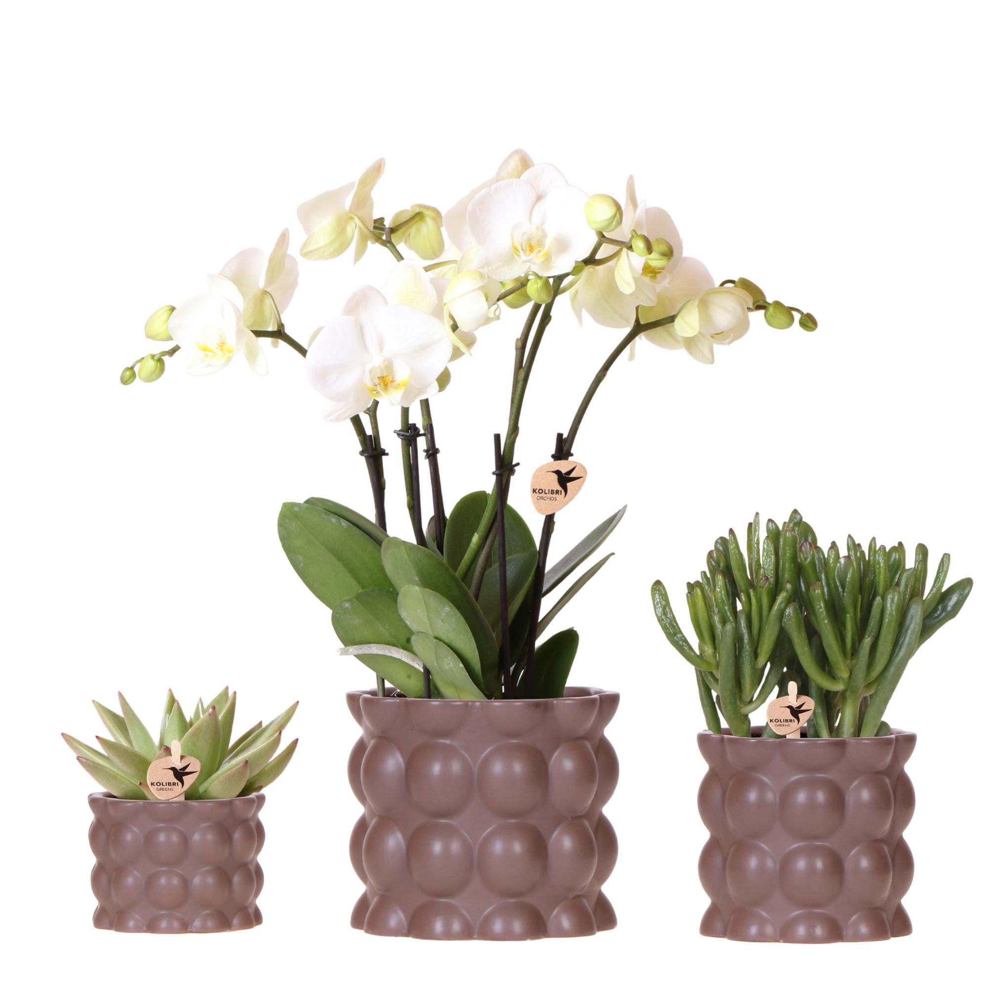 Pflanzenset Cotton Braun – Weiße Phalaenopsis Orchidee Ghent & 2 Sukkulenten – Keramische Übertöpfe Ø6, Ø9 & Ø12cm – Elegantes Pflanzenset für Zuhause – Plant