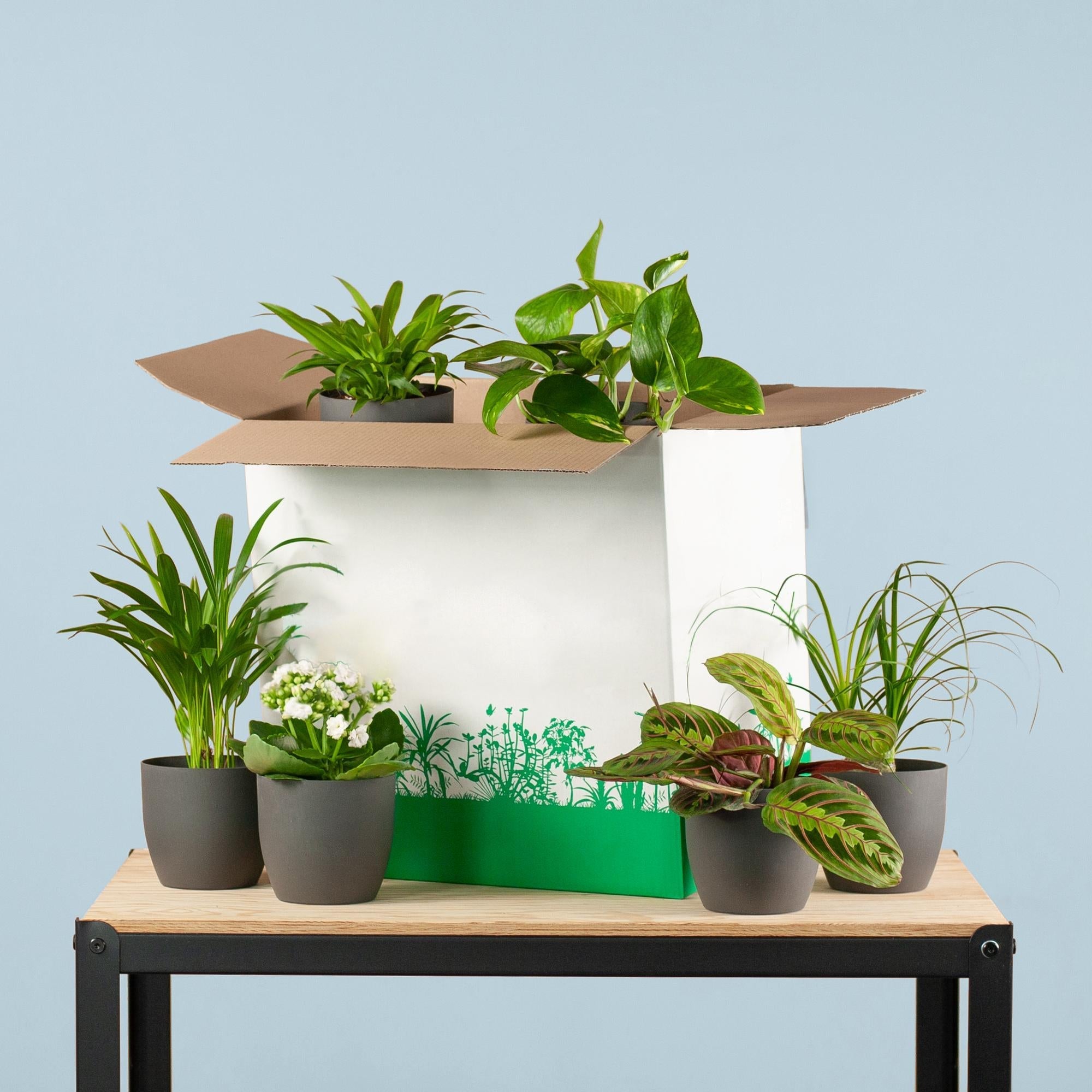 Zimmerpflanzen 6er Set + Viber Schwarz – Save Me Box – Überraschungs – Zimmerpflanzen mit Biologisch Abbaubaren Töpfen – Pflegeleicht & Dekorativ – Plant