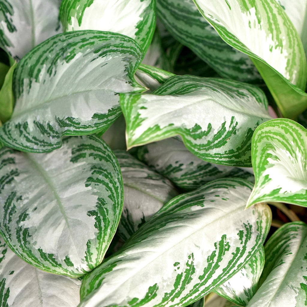 Aglaonema Silver Bay – 70-75cm – 17cm inkl. Naturkorb – Pflegeleichte silbergrüne Zimmerpflanze