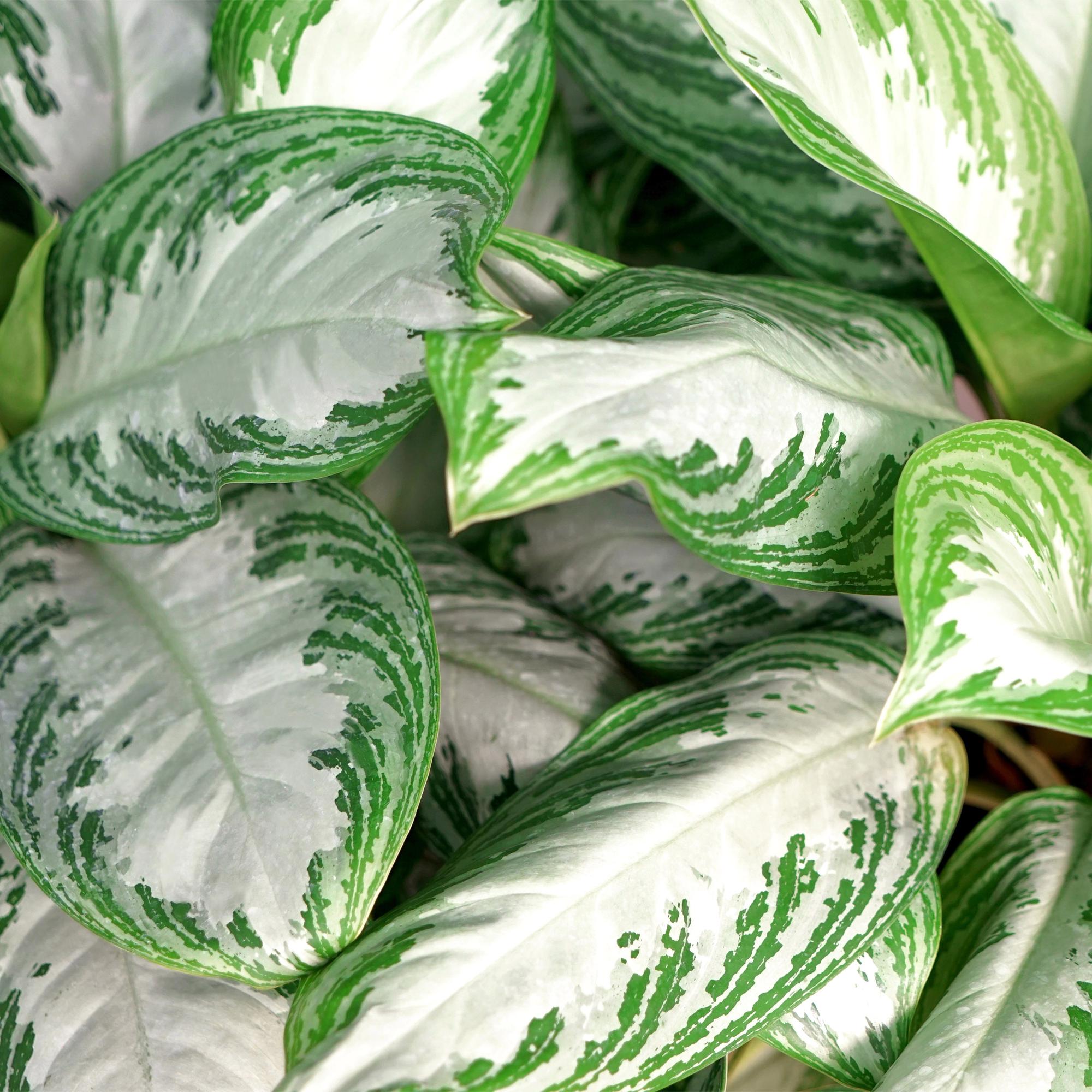 Aglaonema Silver Bay – 70-75cm – 17cm inkl. Naturkorb – Pflegeleichte silbergrüne Zimmerpflanze