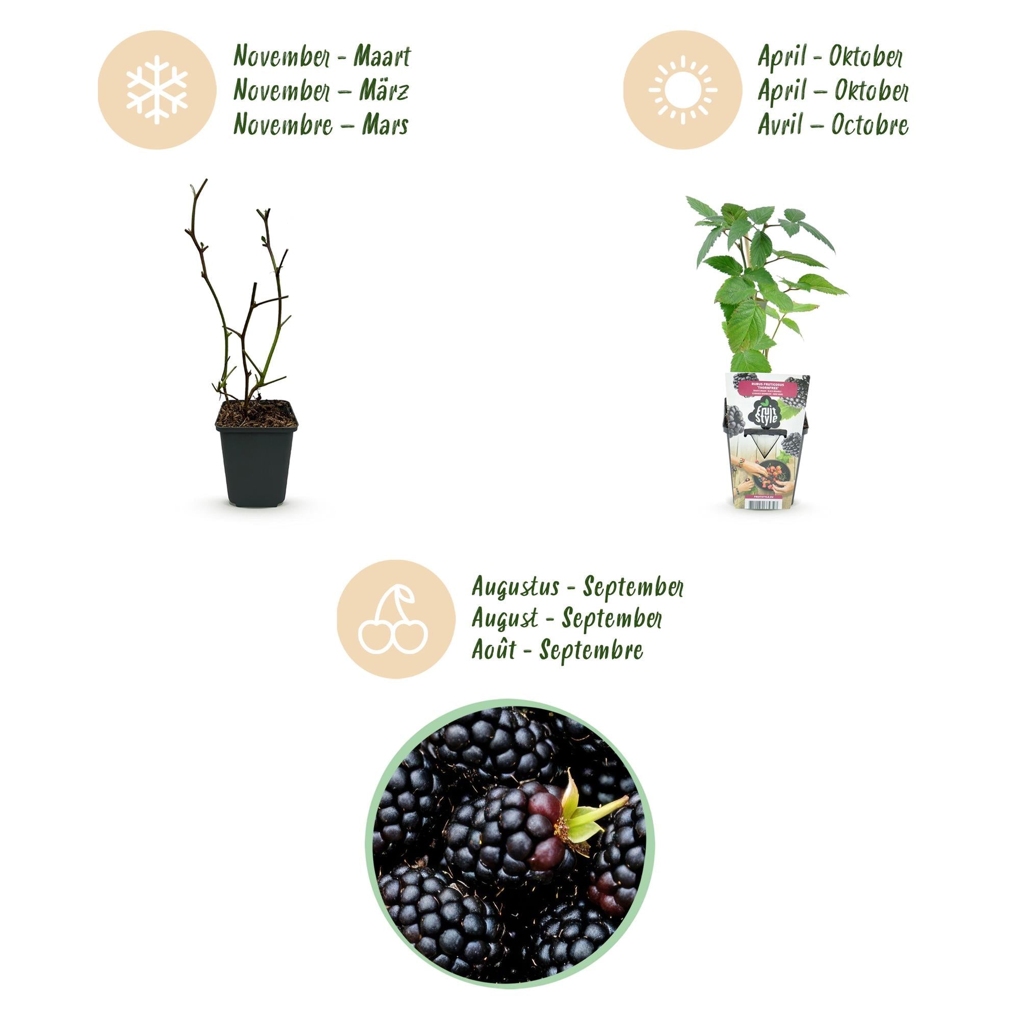 Dornenlose Brombeerpflanzen Rubus fruticosus Thornfree winterhart 3 Pflanzen Höhe 30cm Ø9cm – Schwarze Brombeere für Garten Beet Balkon & Topf