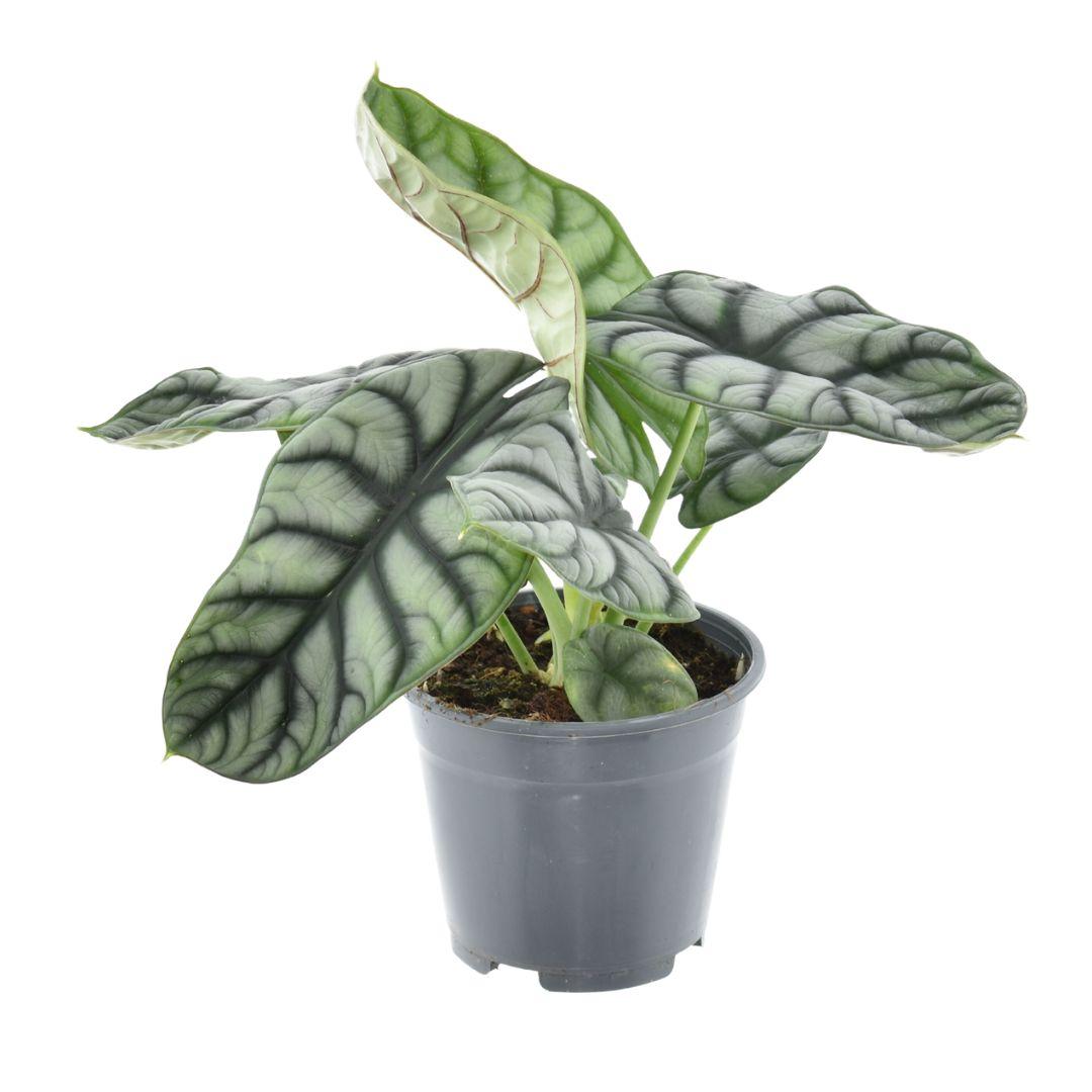 Alocasia Nebula Silver Compacta – Zimmerpflanze – Ø14cm ↕30cm – Exotisches Blattdesign – Pflegeleicht & dekorativ