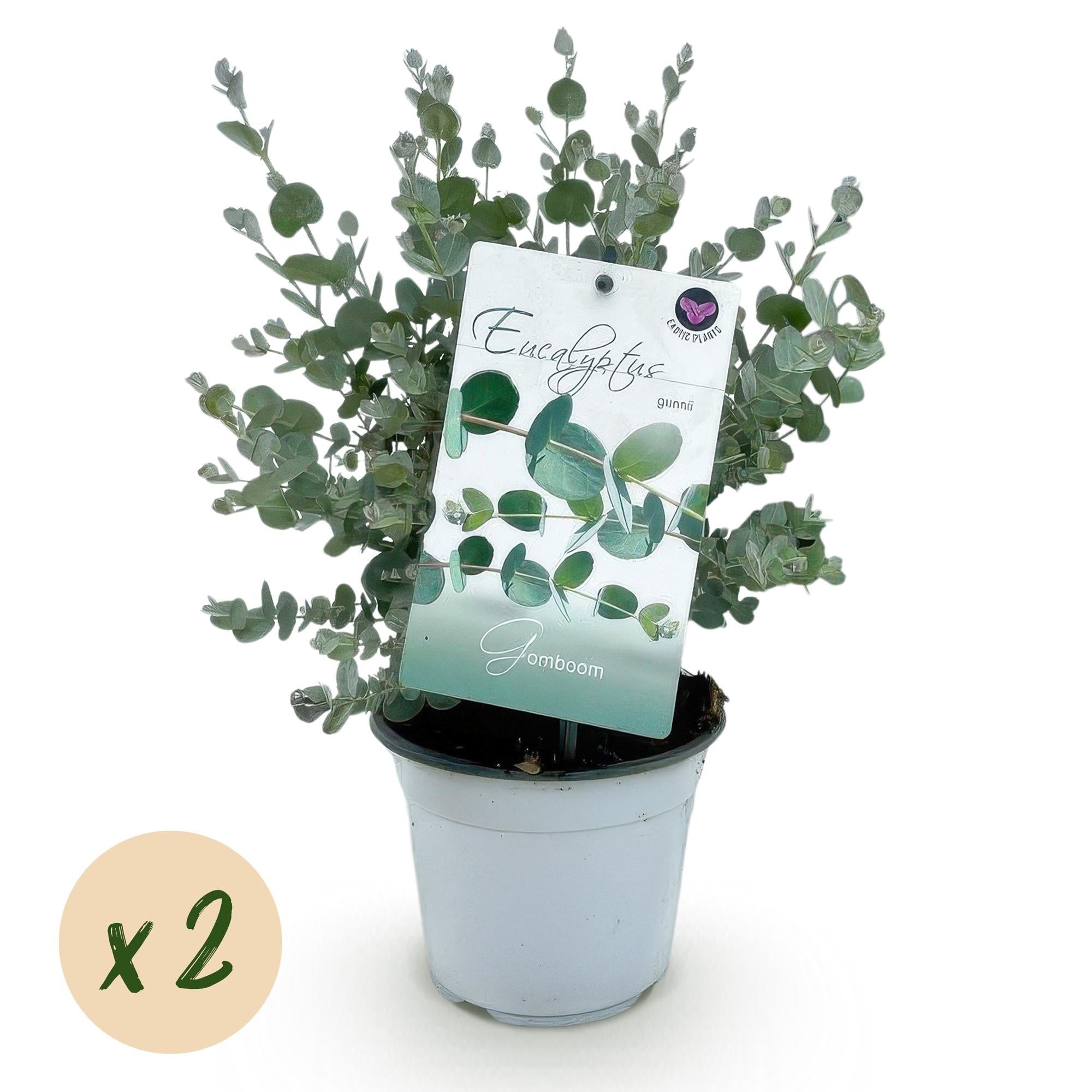Eukalyptusbaum Eucalyptus gunnii – Winterhart – Topf Ø14cm, Höhe ca. 30cm – Duftende Terrassenpflanze – Blaugrüne Blätter – Plant