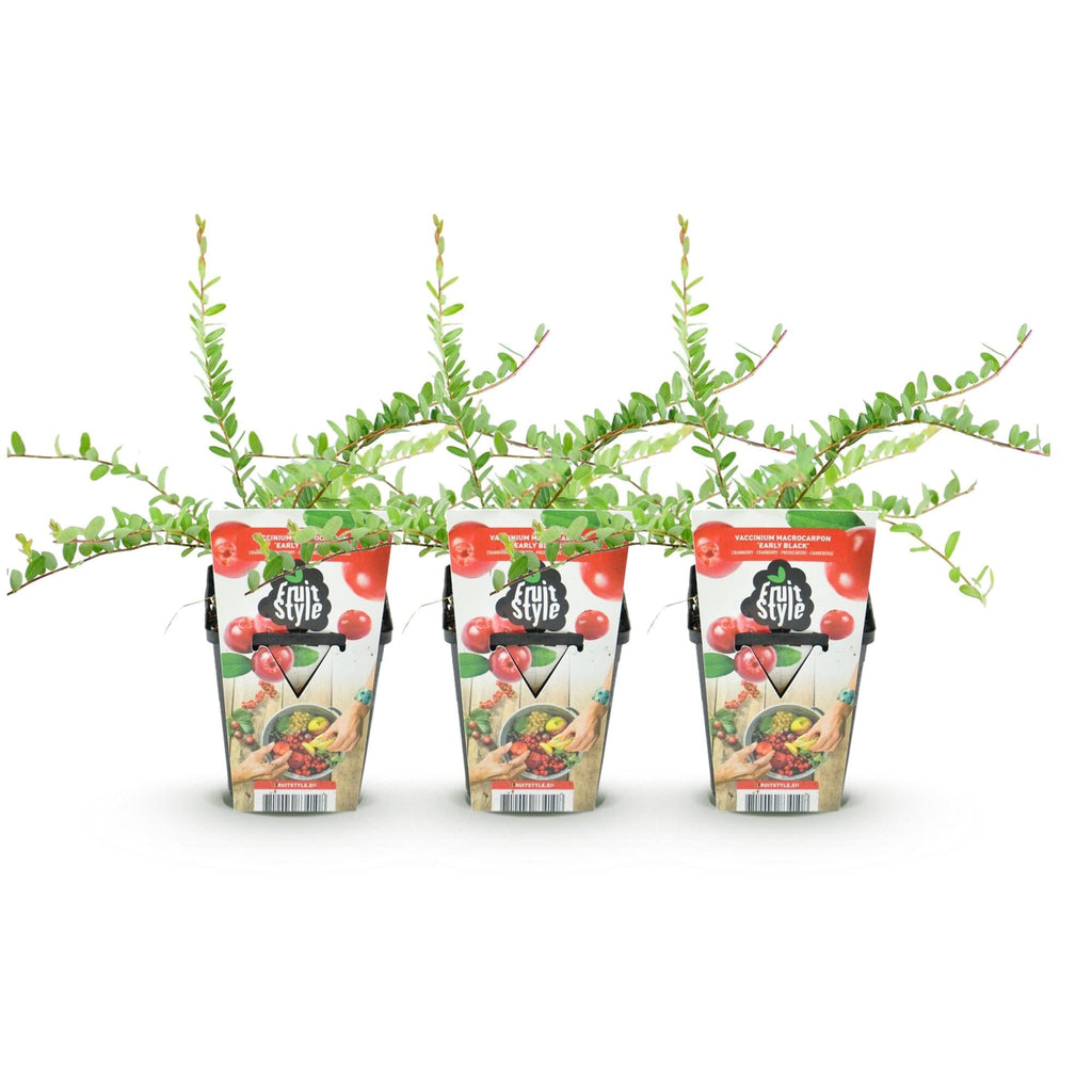 Blaubeere Early Black – Vaccinium macrophylla – Winterharte Obstpflanze – 3 Pflanzen 9cm – Dunkelrote Früchte – Für Beet & Balkon – Plant