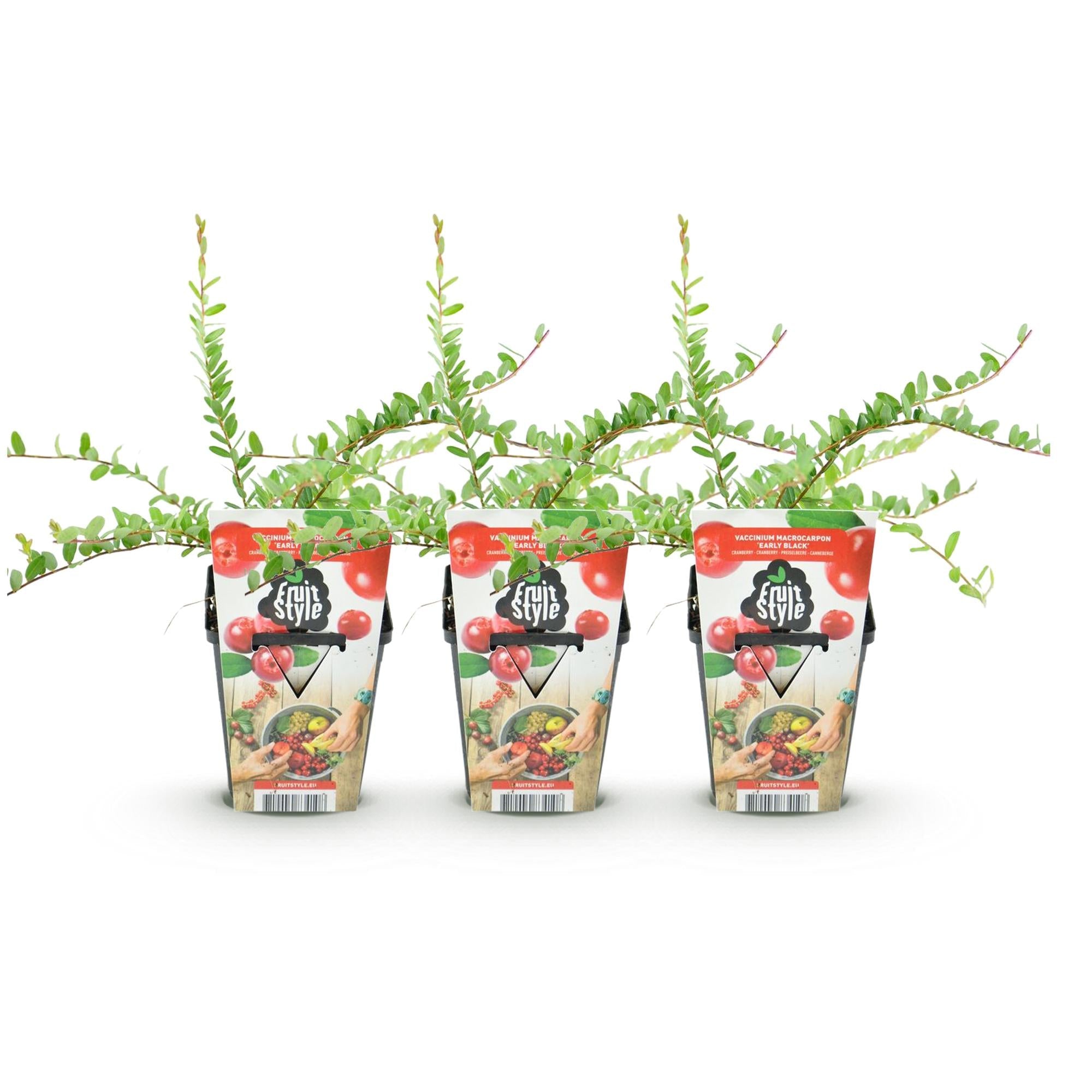 Blaubeere Early Black – Vaccinium macrophylla – Winterharte Obstpflanze – 3 Pflanzen 9cm – Dunkelrote Früchte – Für Beet & Balkon – Plant