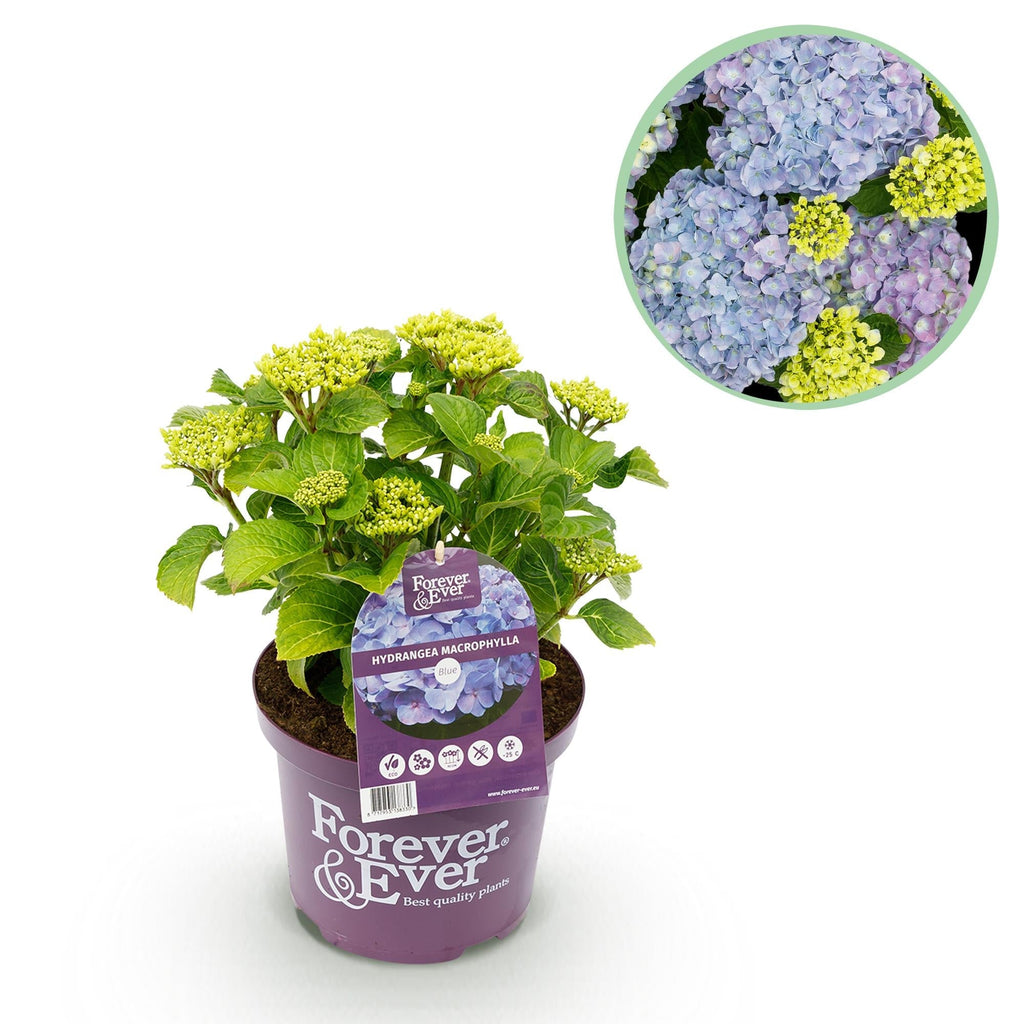Hortensie Forever & Ever – Hydrangea macrophylla – Blau – Balkonpflanze – 7-12 Blüten – Im 23cm Topf – Ca. 55cm hoch – Für Terrasse, Balkon & Beet – Plant