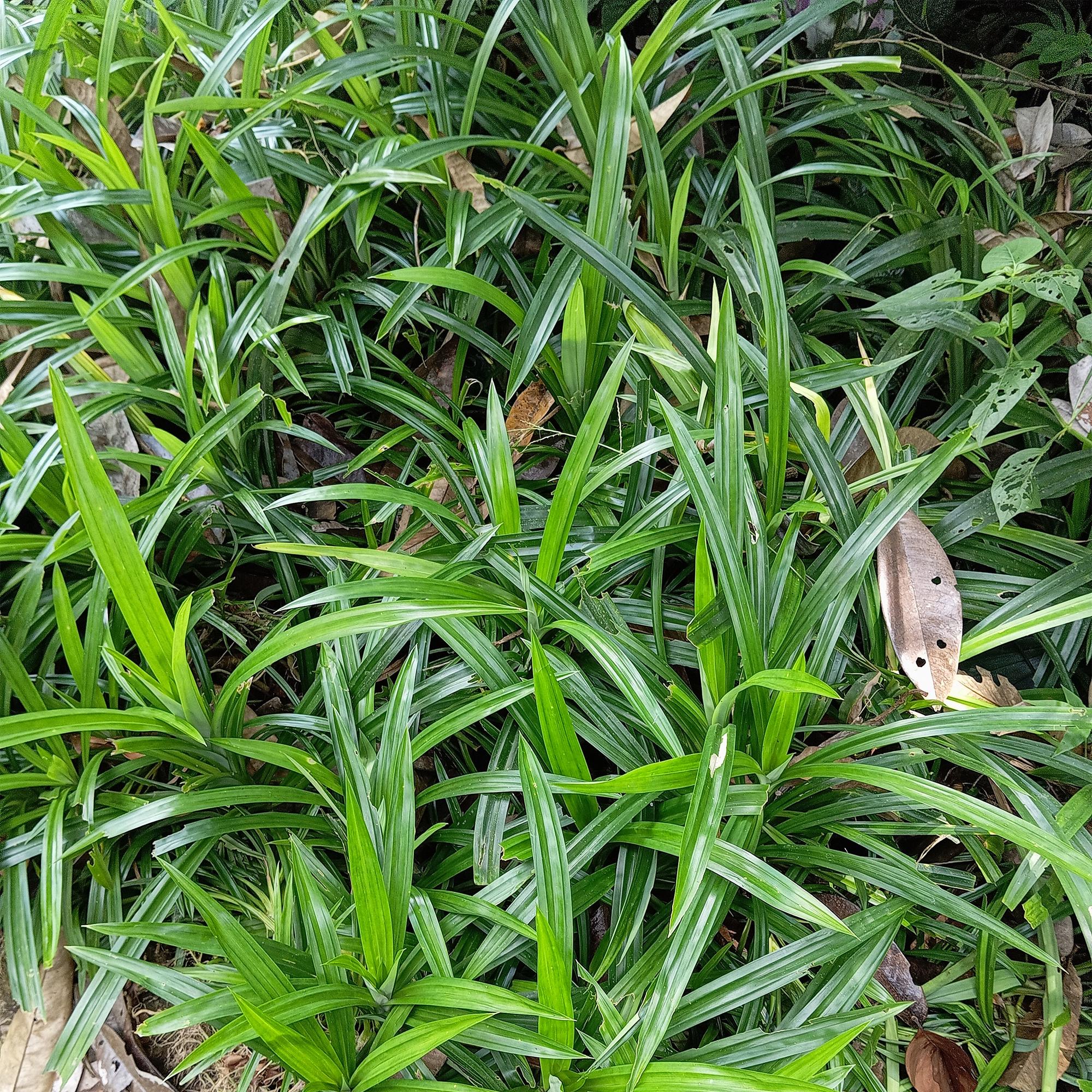 Ziergras Segge Carex morrowii Irish Green – Immergrün & winterhart – Frischgrünes Ziergras – Höhe ca. 50cm – 17cm – Für Beet, Kübel & Terrasse – Plant