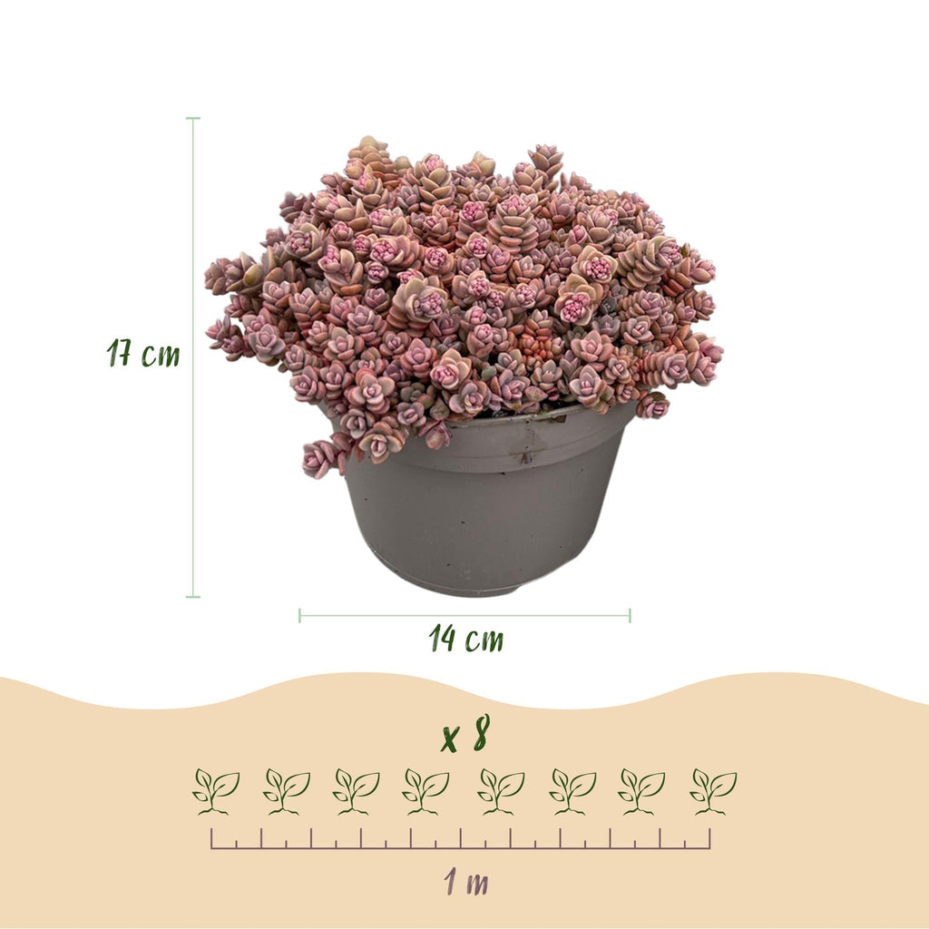 Bodendecker Alpenmischung – 8 Pflanzen – Winterhart & pflegeleicht – Verschiedene Farben – Für Beete, Balkon & Terrasse – Ø14cm H17cm – Plant