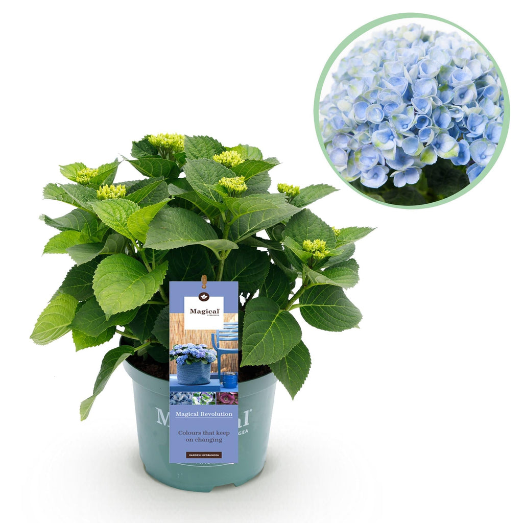 Hortensie Magical Revolution Blue – Blau – 2 Pflanzen – Hydrangea macrophylla – 23cm – Ca. 55cm hoch – 6-10 Blüten – Für Beet, Balkon & Terrasse – Plant