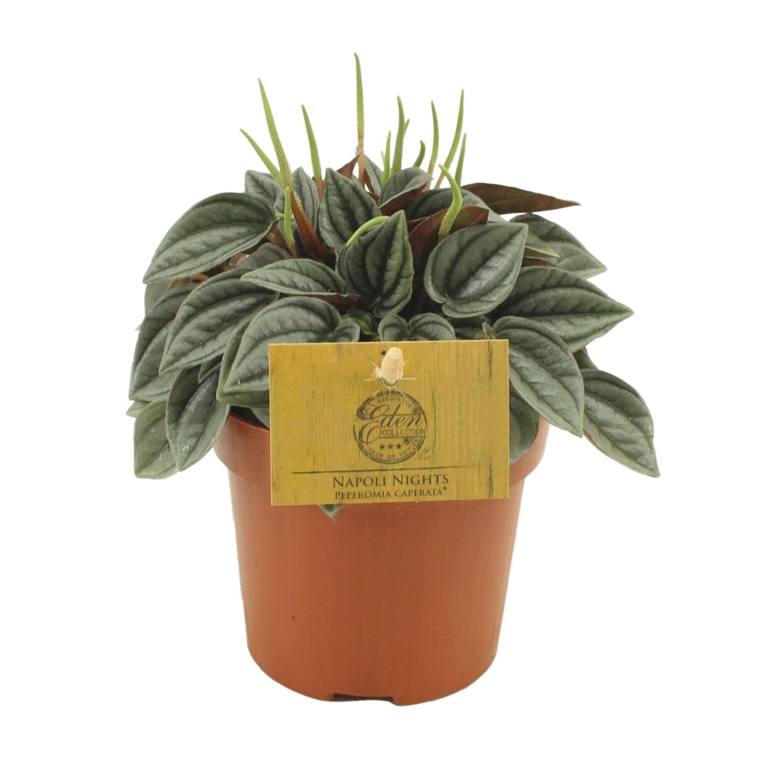 Peperomia Napoli Nights – Zimmerpflanze – Ø10,5cm – ca. 15cm hoch – Pflegeleichte, luftreinigende Sukkulente – Für Wohnung & Büro – Plant