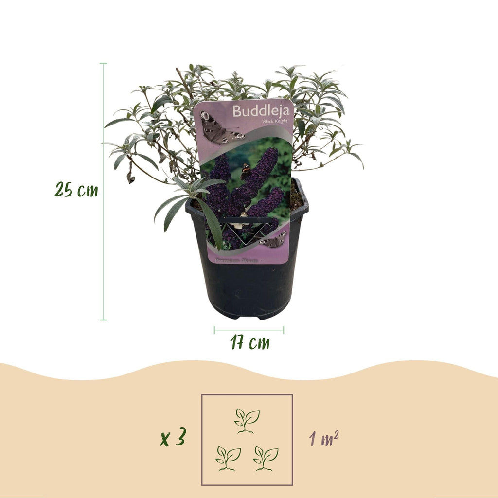 Schmetterlingsstrauch Buddleja davidii Purple Emperor – Blüte Lila – Schmetterlingsanziehend – 17cm Höhe 25cm – Pflegeleicht & Sonnentolerant – Plant