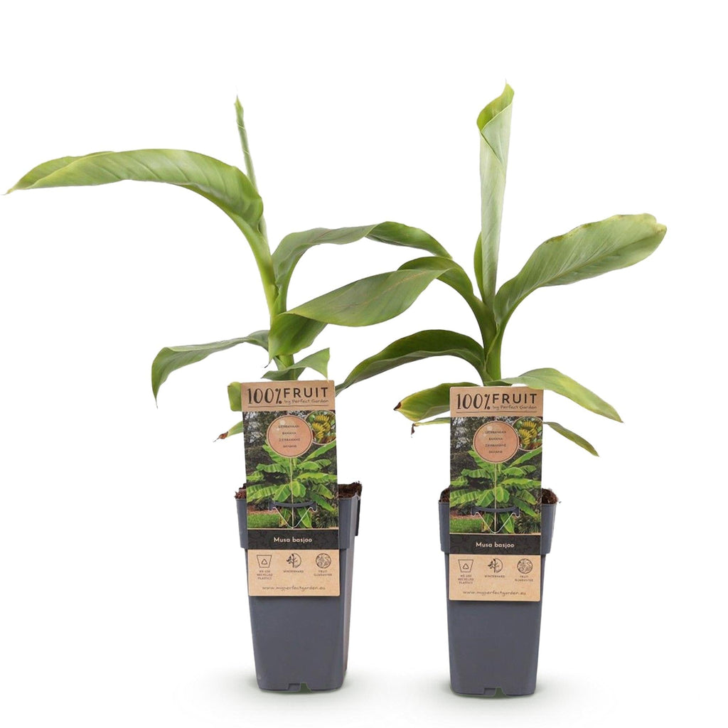 Japanische Faserbanane – Musa basjoo – Winterhart – 2 Pflanzen – Ø15cm – Höhe ca. 50cm – Tropische Optik & essbare Früchte – Pflegeleicht – Plant