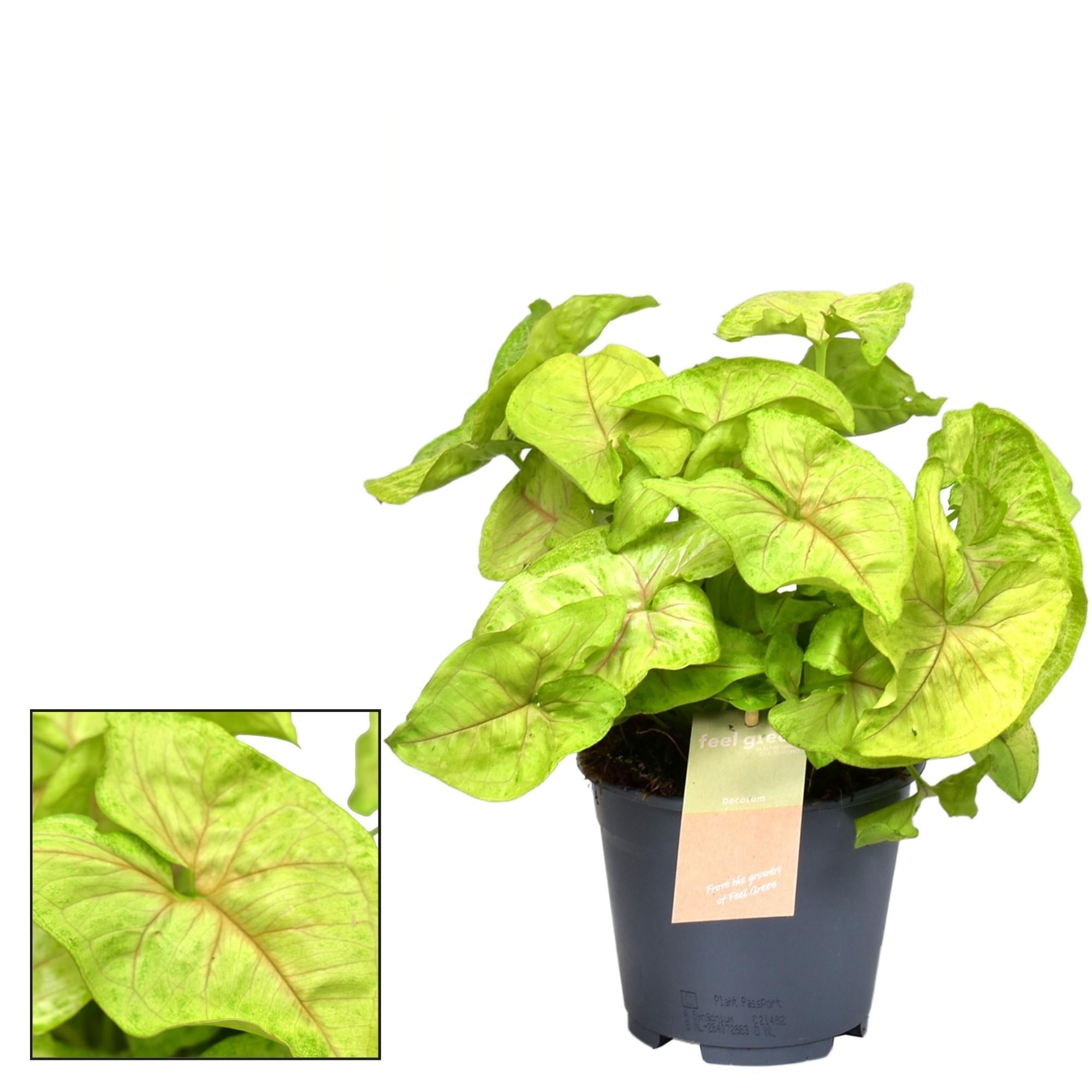 Syngonium Golden 'Feel Green' – Zimmerpflanze – Ø14cm – ↕30cm – Pfeilblatt mit goldgrünem Laub – Pflegeleicht & dekorativ – Für helle Innenräume – Plant